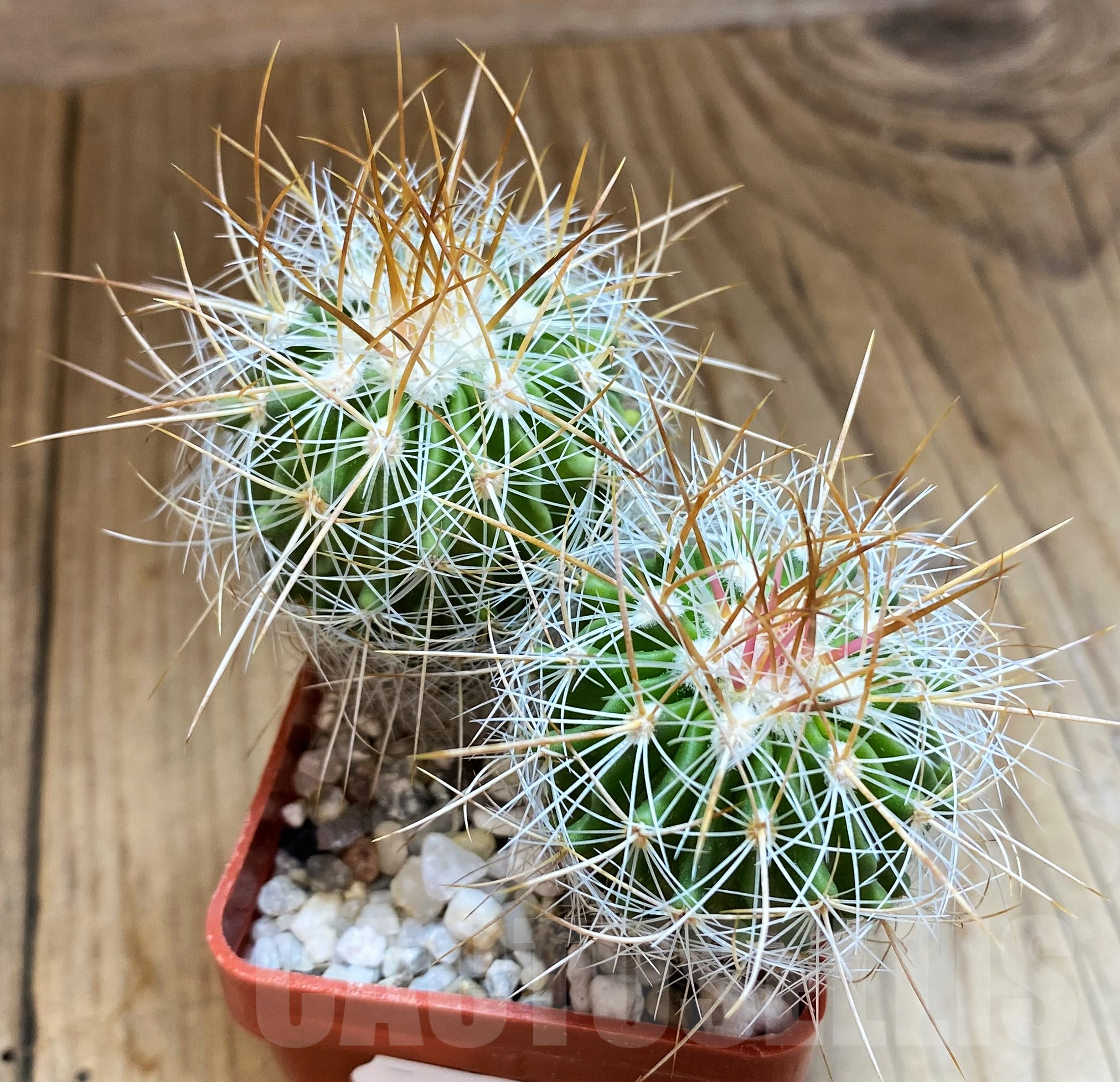 SH10294 Echinofossulocactus vaupelianus, 2 plants - Image 2