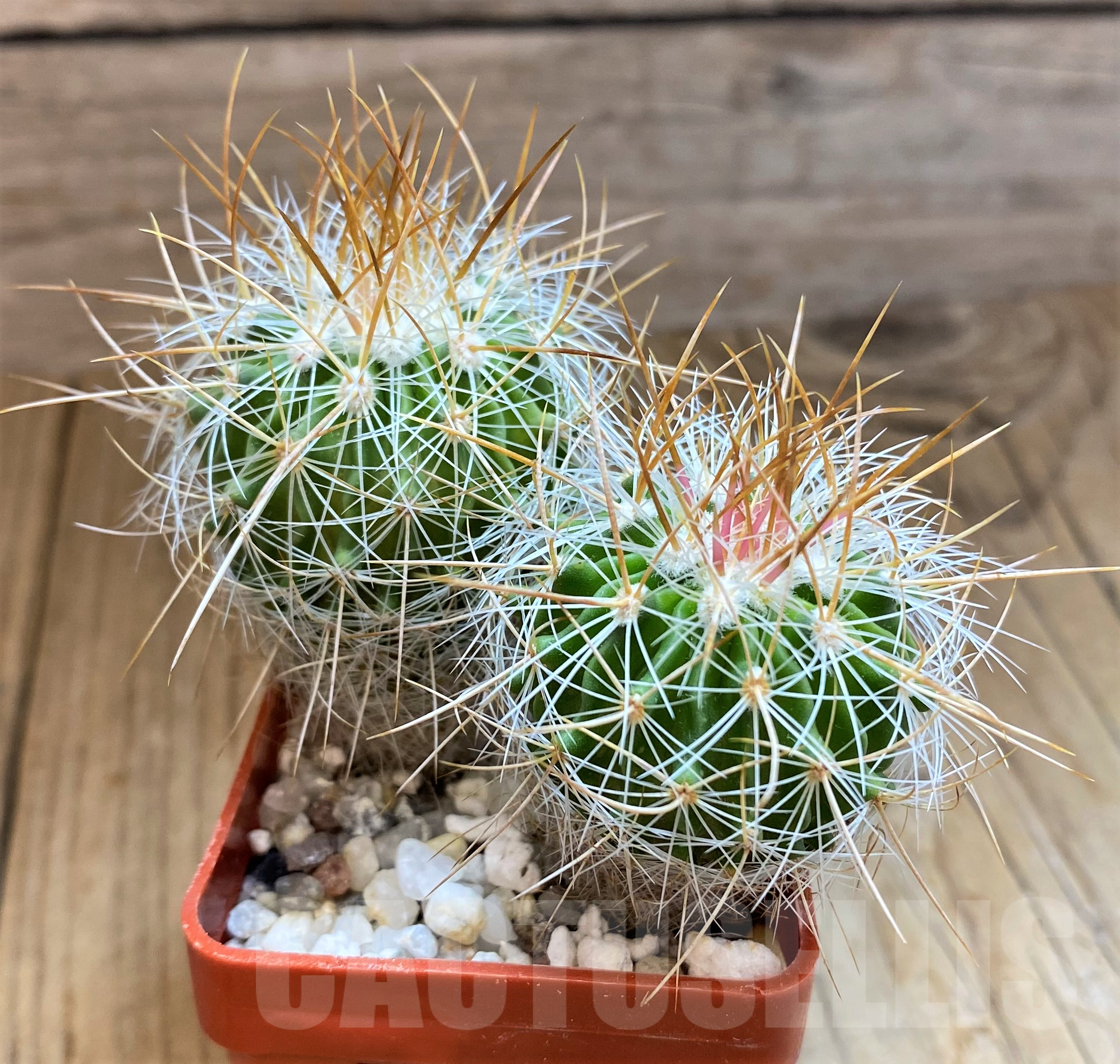 SH10294 Echinofossulocactus vaupelianus, 2 plants