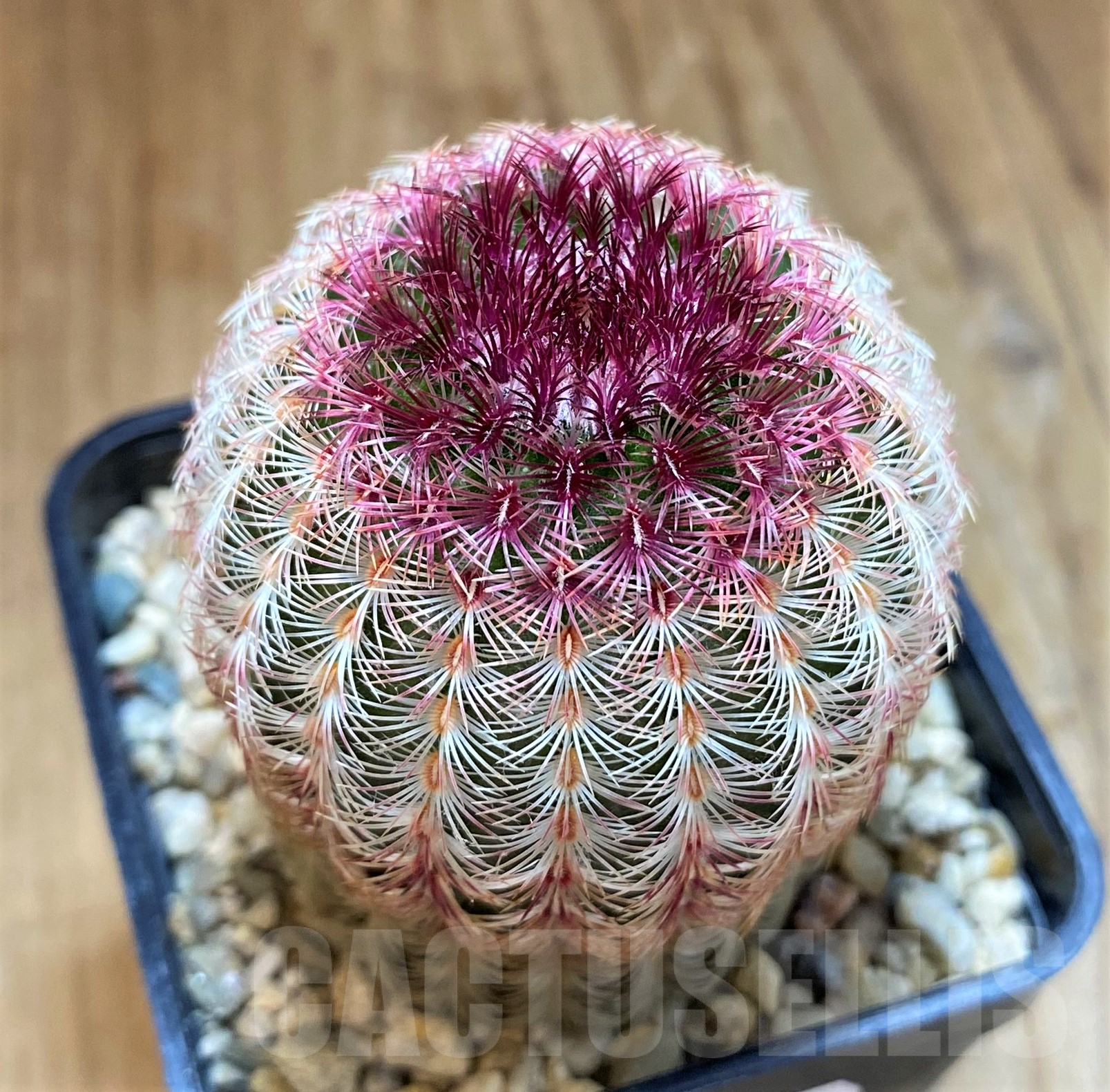 SH10295 Echinocereus rigidissimus v. rubispinus