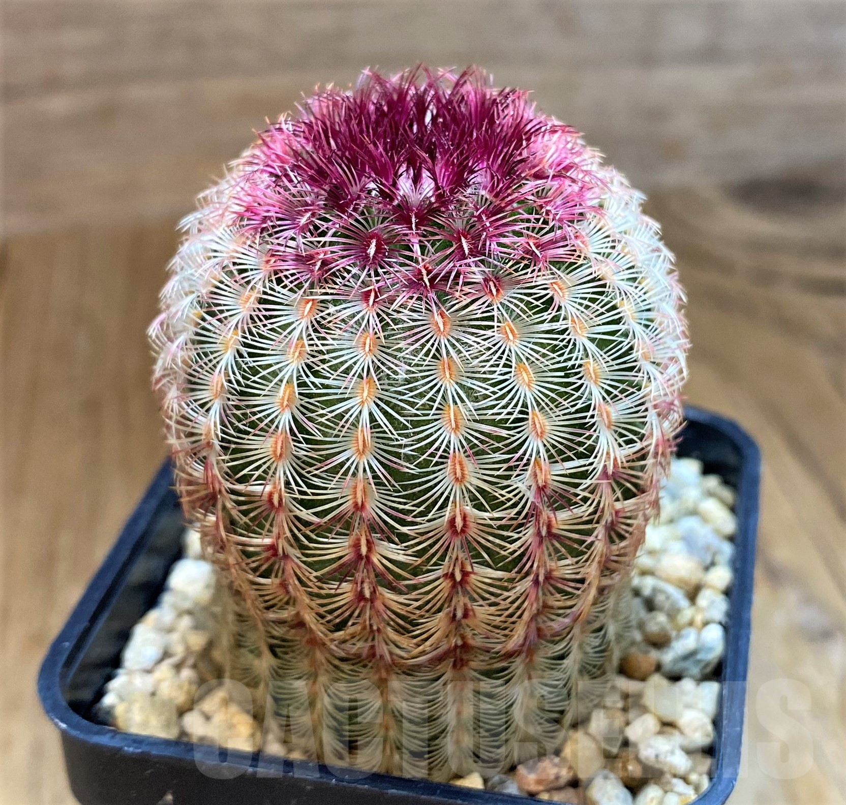 SH10295 Echinocereus rigidissimus v. rubispinus - Image 2