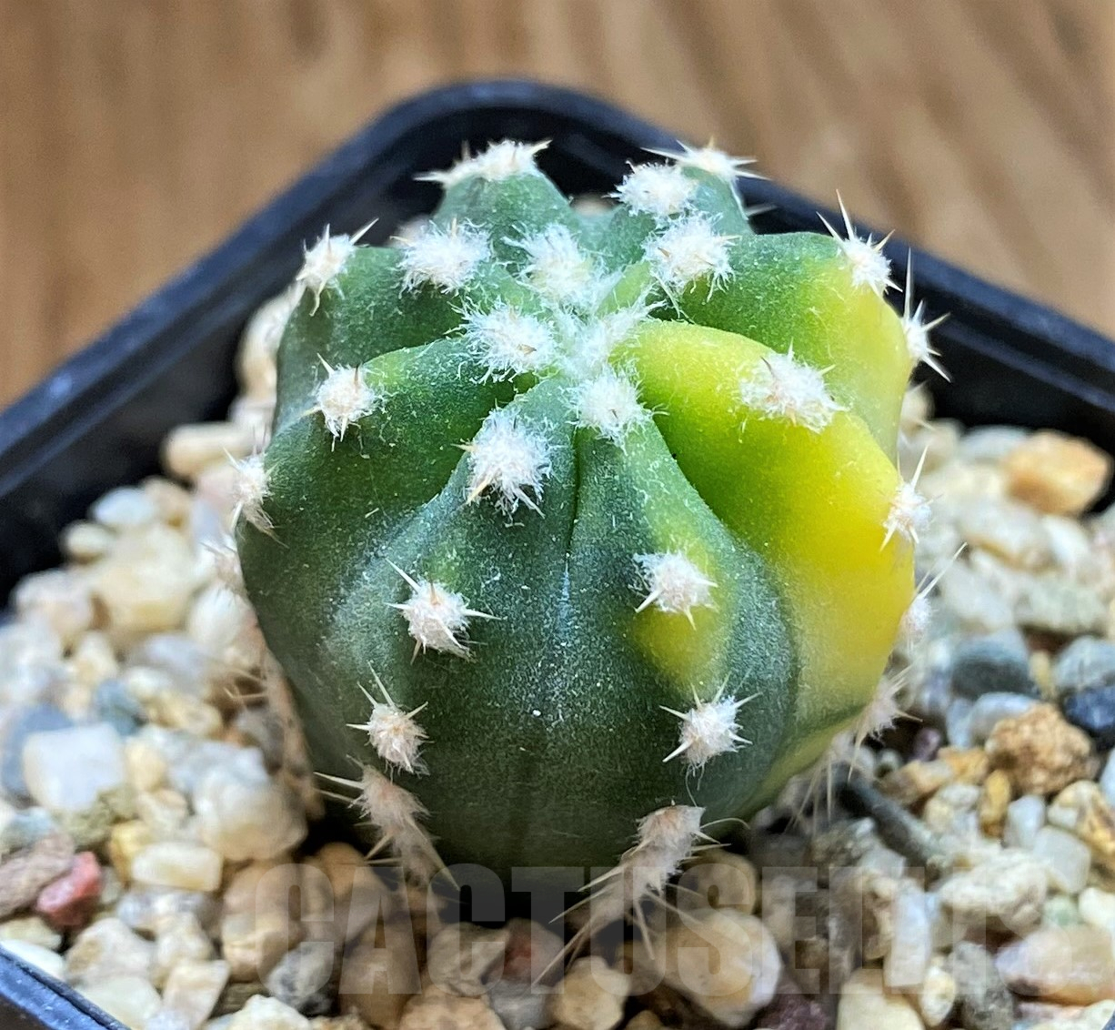SH10296 Echinopsis hybrid. f. variegata - immagine 2