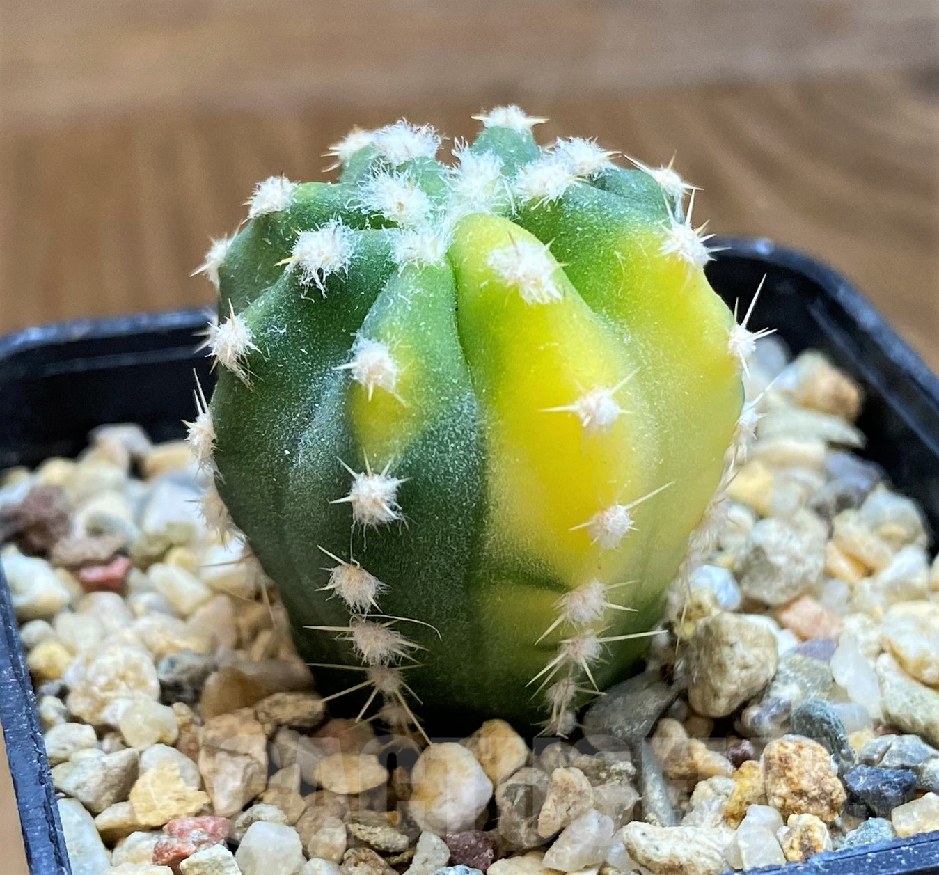 SH10296 Echinopsis hybrid. f. variegata