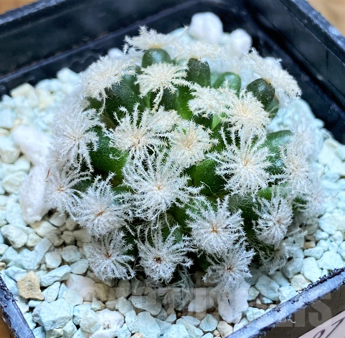 SH10297 Mammillaria plumosa ‘Snow’