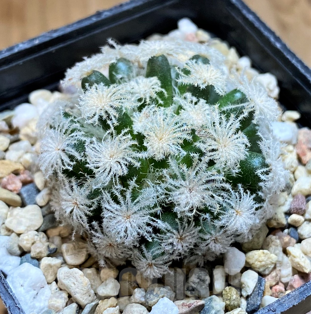 SH10298 Mammillaria plumosa ‘Snow’