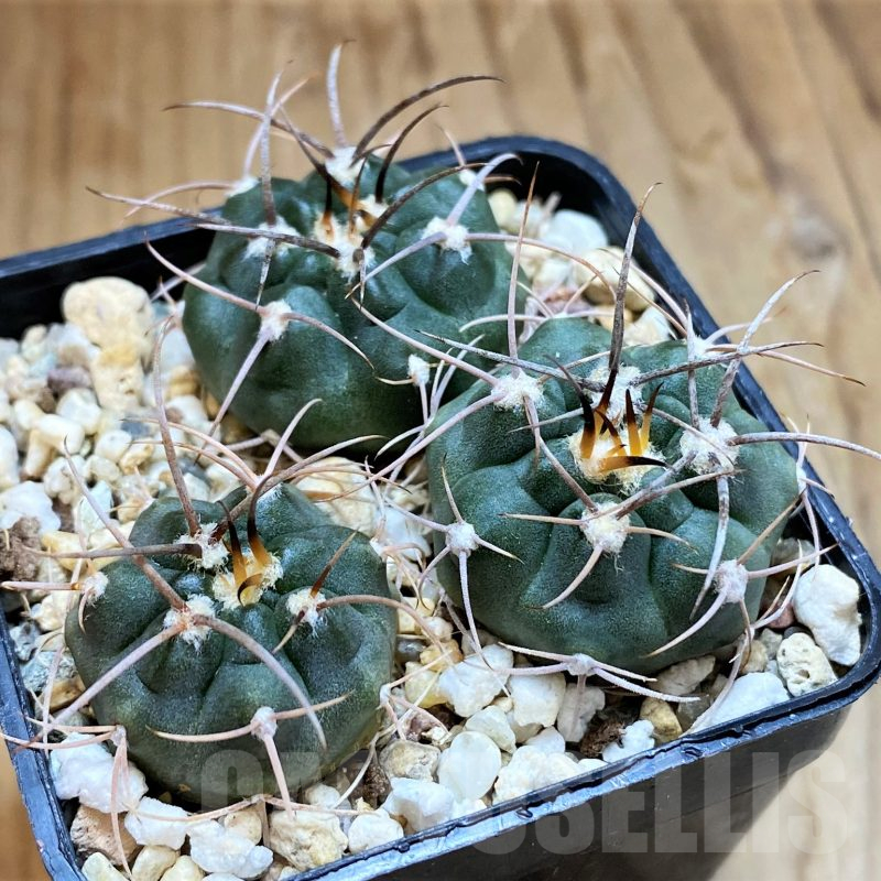 SH10299 Gymnocalycium tillianum VG643, 3 plants