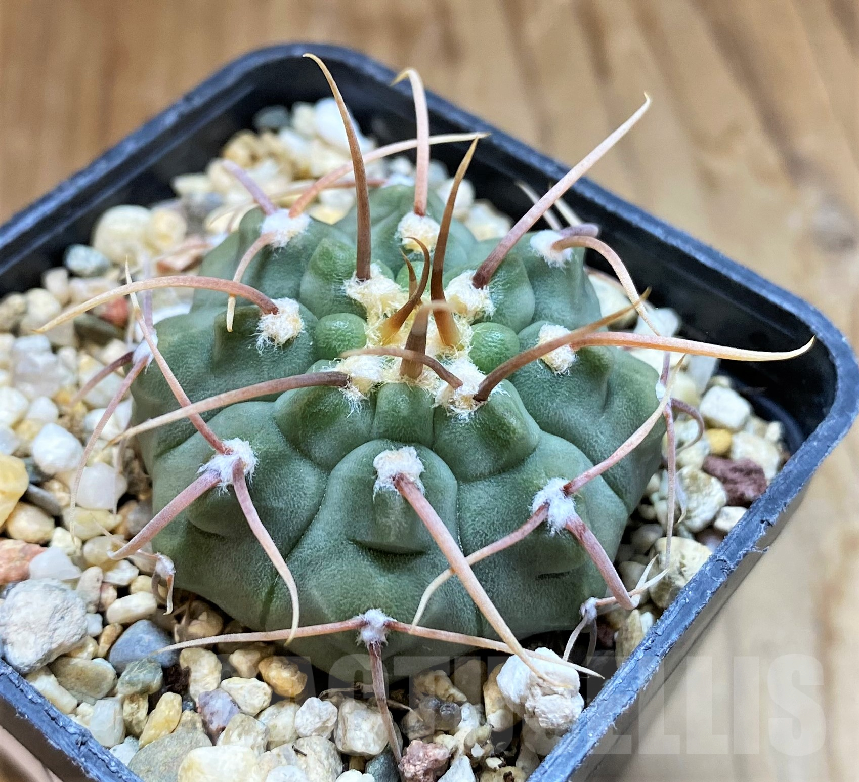 SH10302 Gymnocalycium vatteri, selection - immagine 2