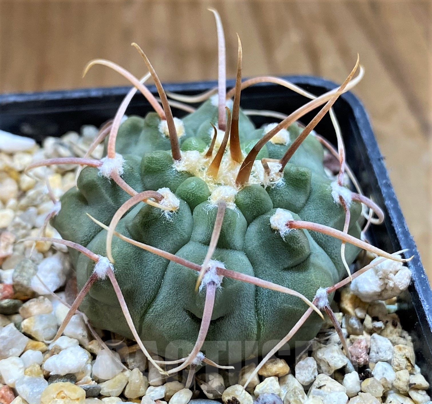 SH10302 Gymnocalycium vatteri, selection