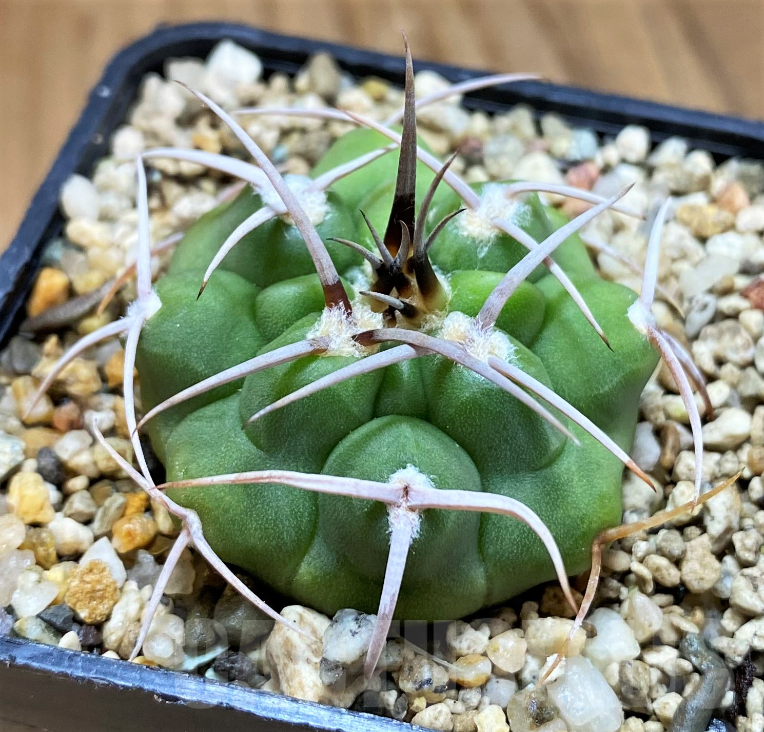 SH10304 Gymnocalycium ferocior VG320 - immagine 2