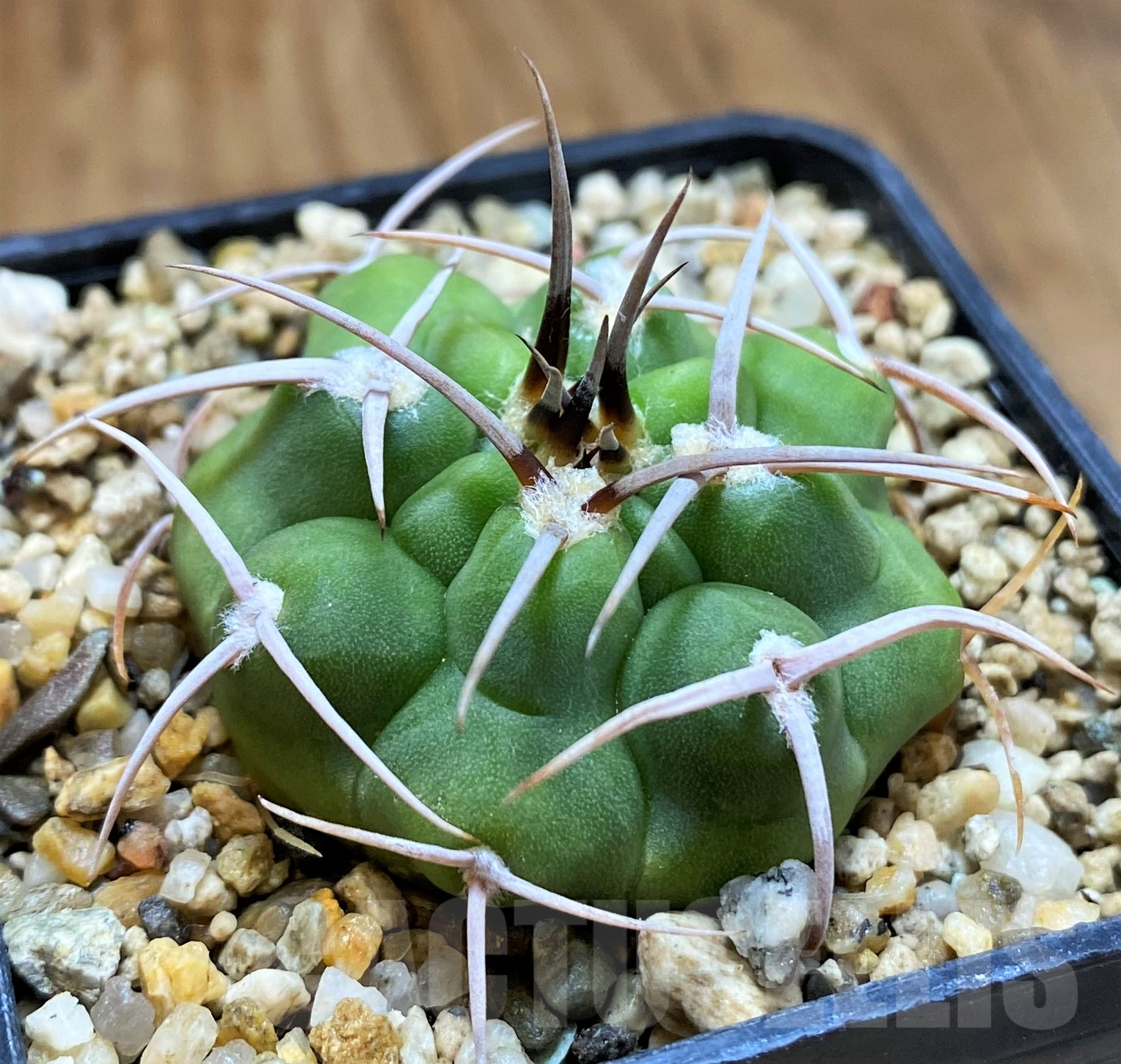 SH10304 Gymnocalycium ferocior VG320