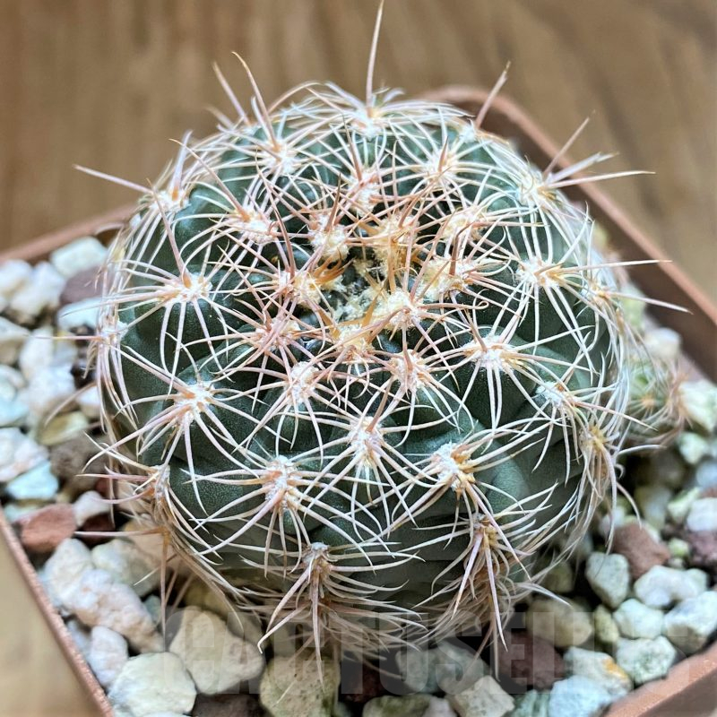 SH10305 Gymnocalycium bruchii,ex Bercht