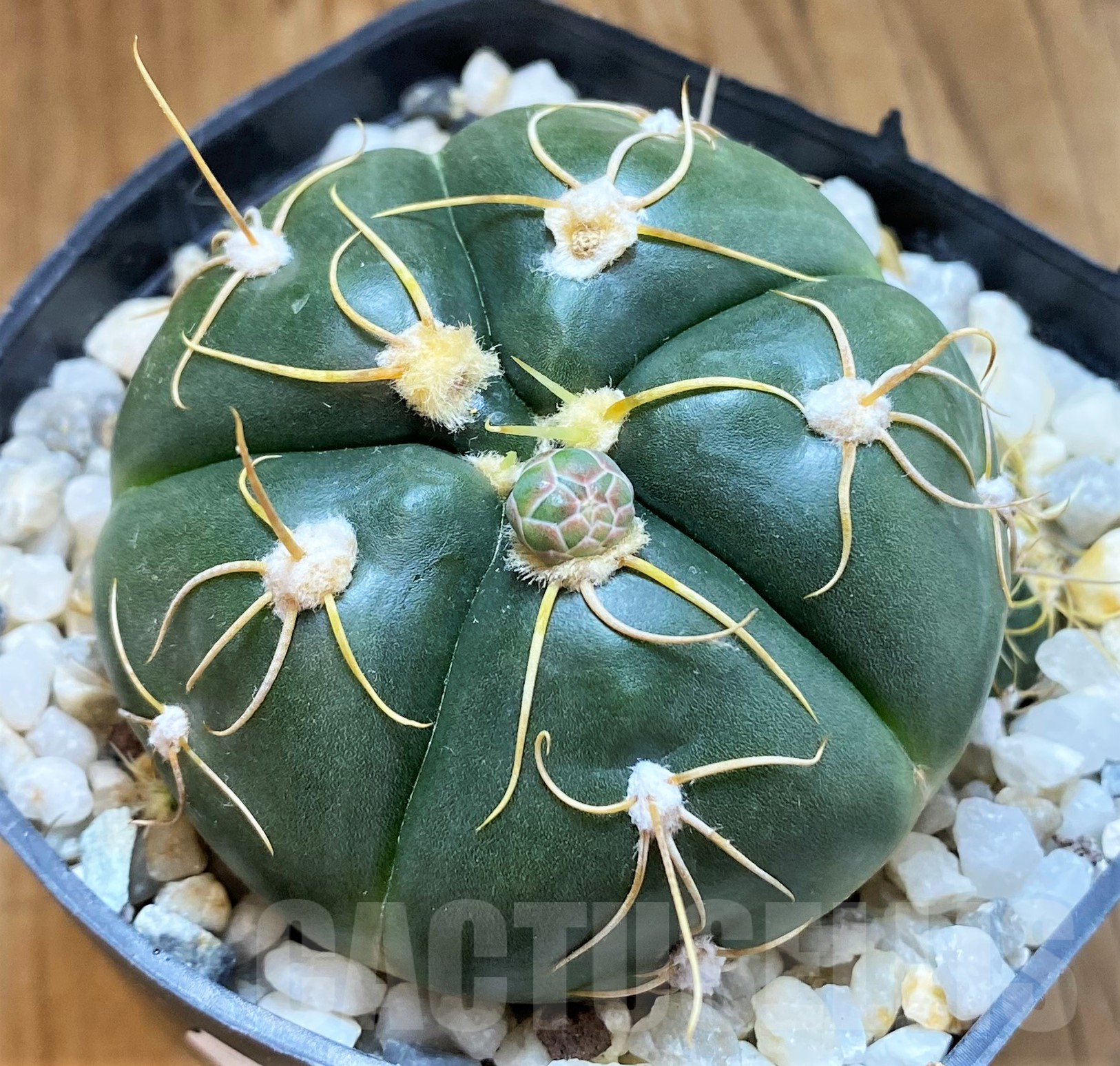 SH10306 Gymnocalycium denudatum, clone 2,10 year old, ex MG463.6