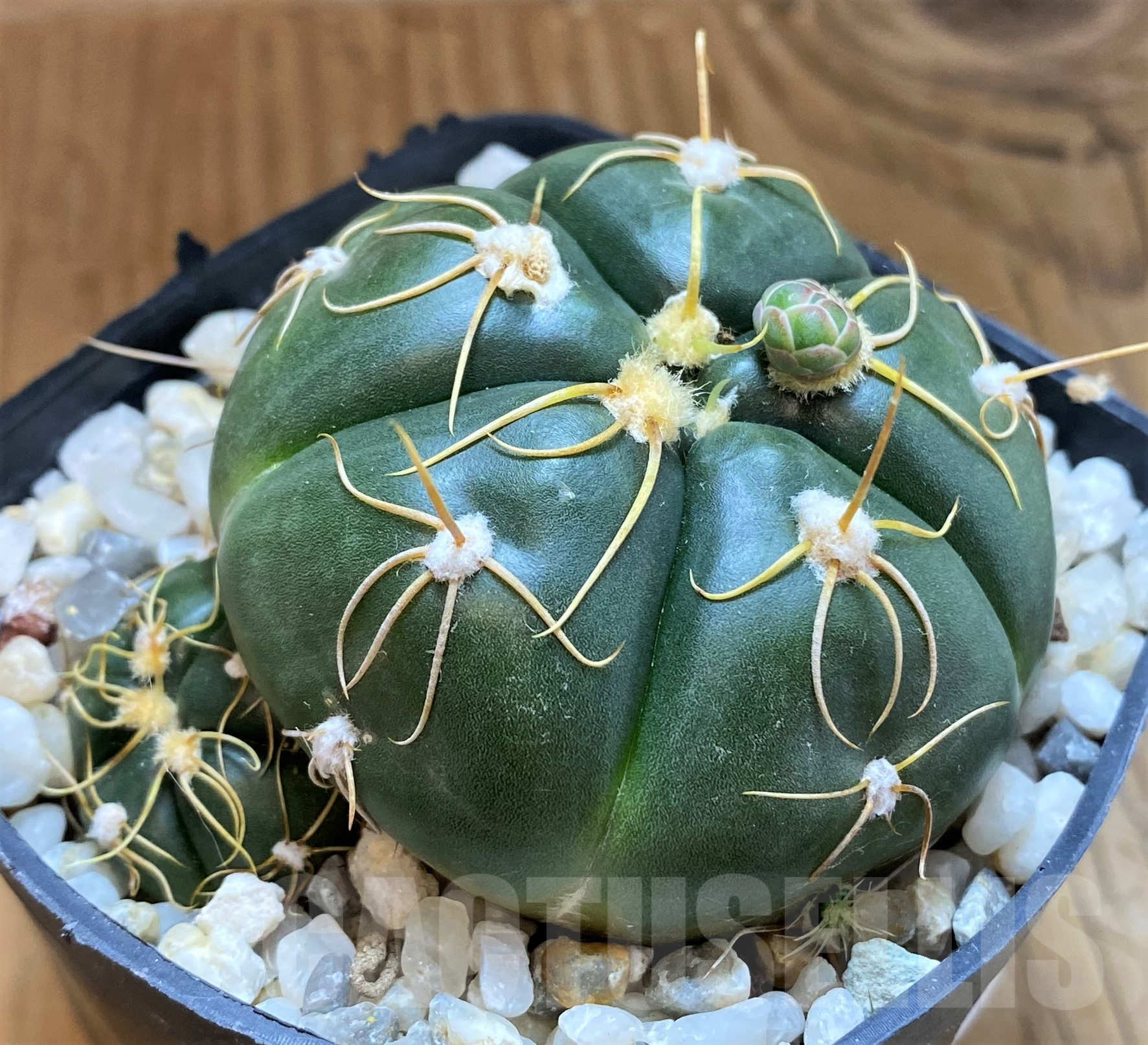 SH10306 Gymnocalycium denudatum, clone 2,10 year old, ex MG463.6 - Зображення 2