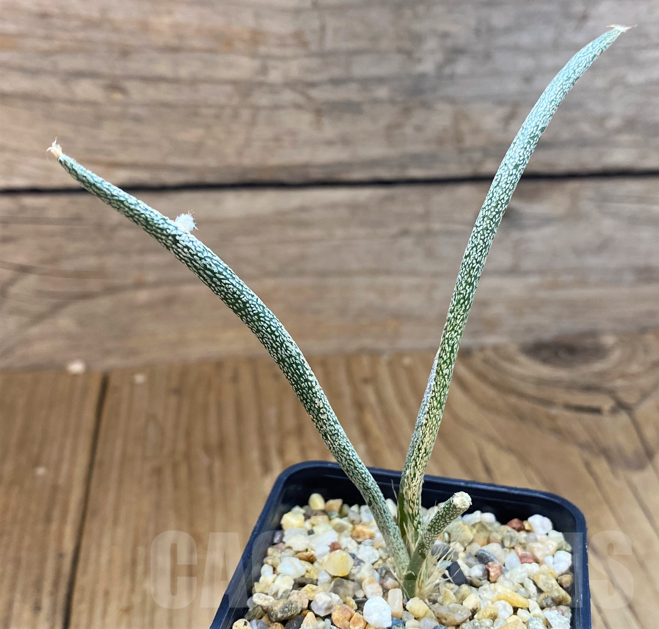 SH10308 Astrophytum caput-medusae, seedling