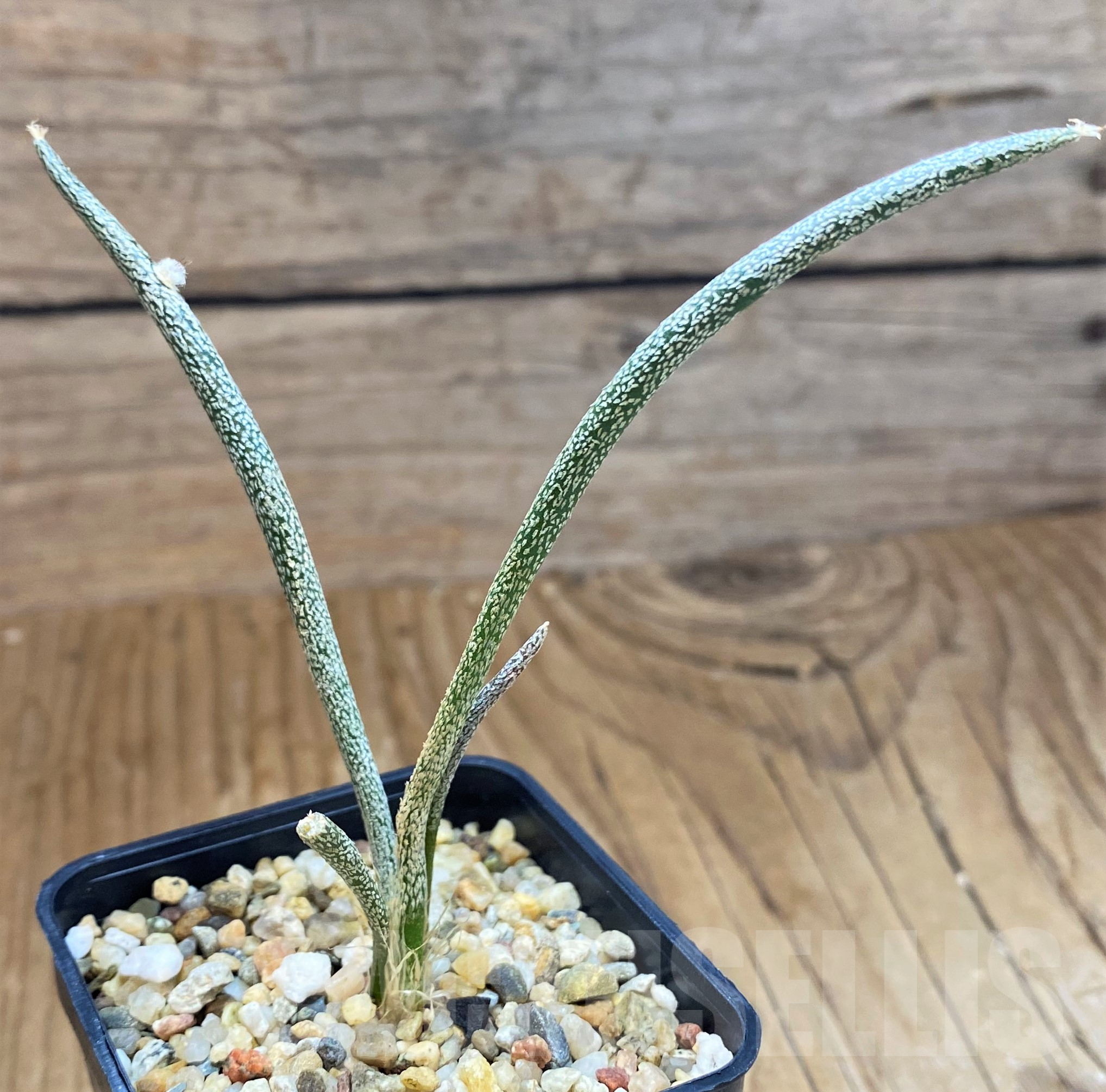 SH10308 Astrophytum caput-medusae, seedling - Зображення 2