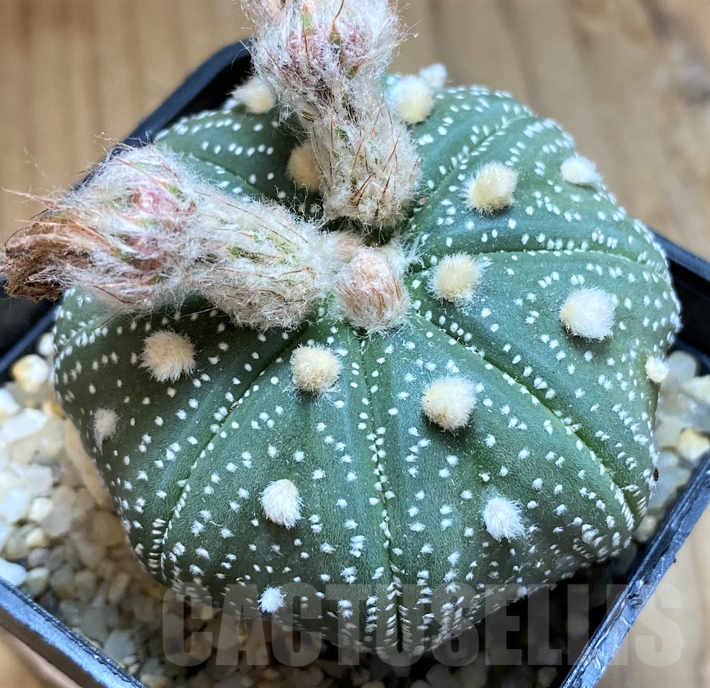 SH10309 Astrophytum asterias ‘Star Shape’