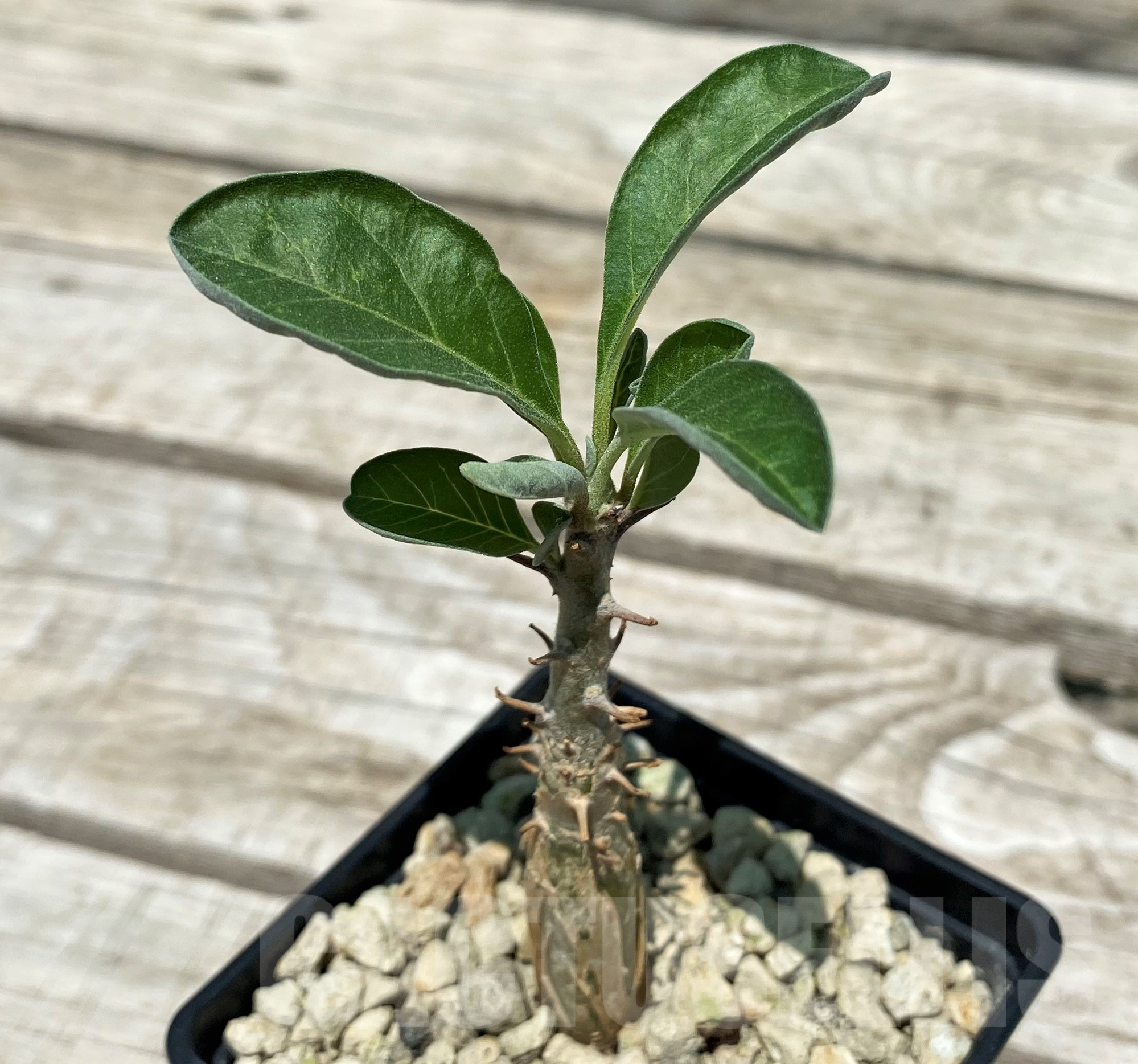 SH10314 Sesamothamnus lugardii