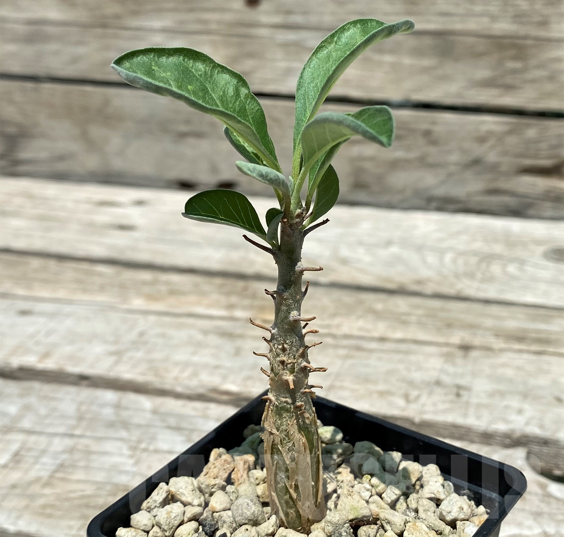 SH10314 Sesamothamnus lugardii - Imagen 2