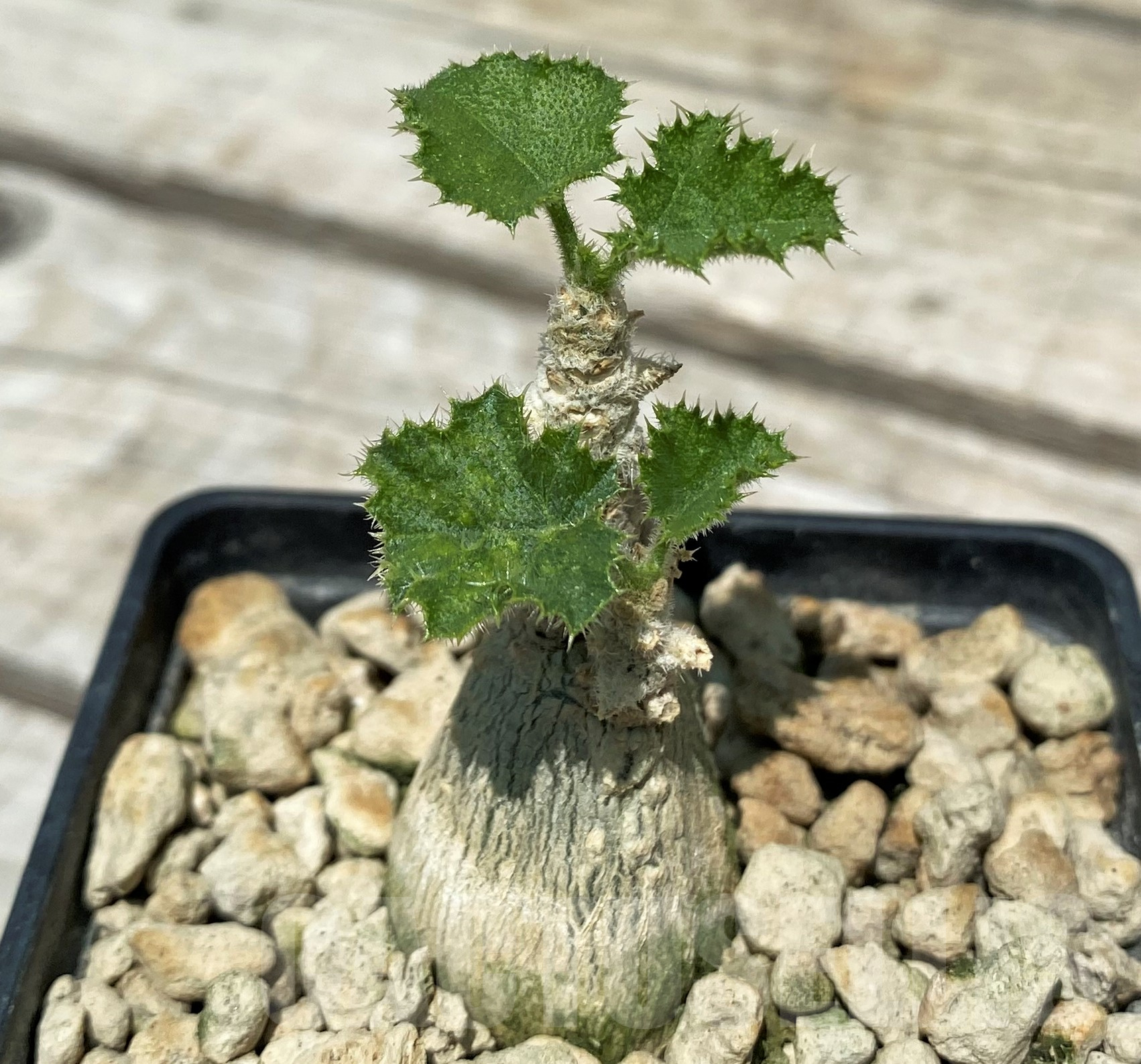 SH10315 Dendrosicyos socotrana - Image 2