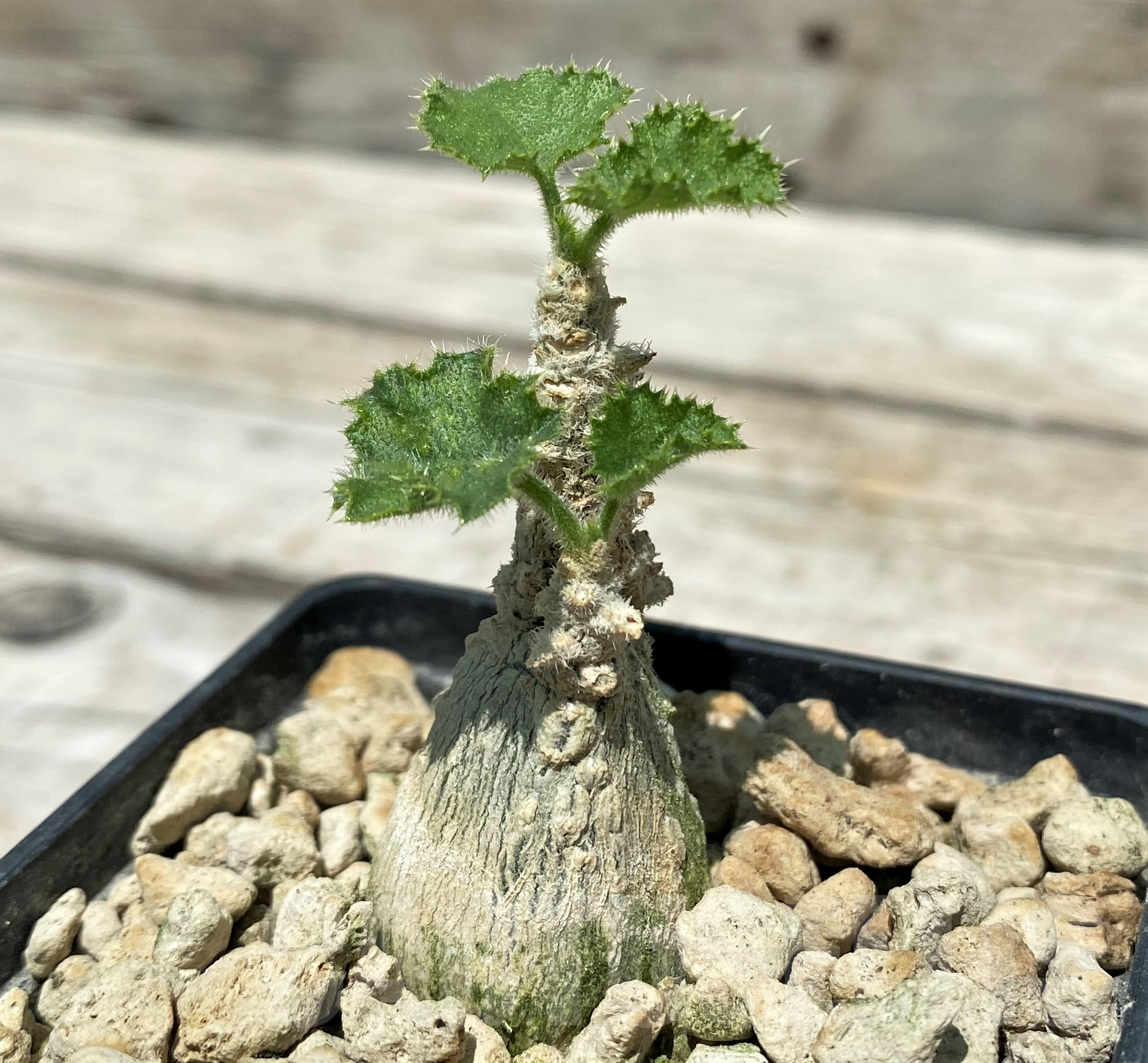 SH10315 Dendrosicyos socotrana