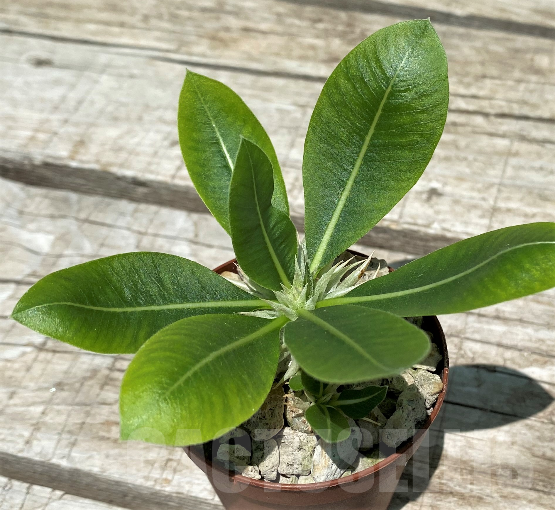 SH10318 Pachypodium brevicaule v. leucoxanthum