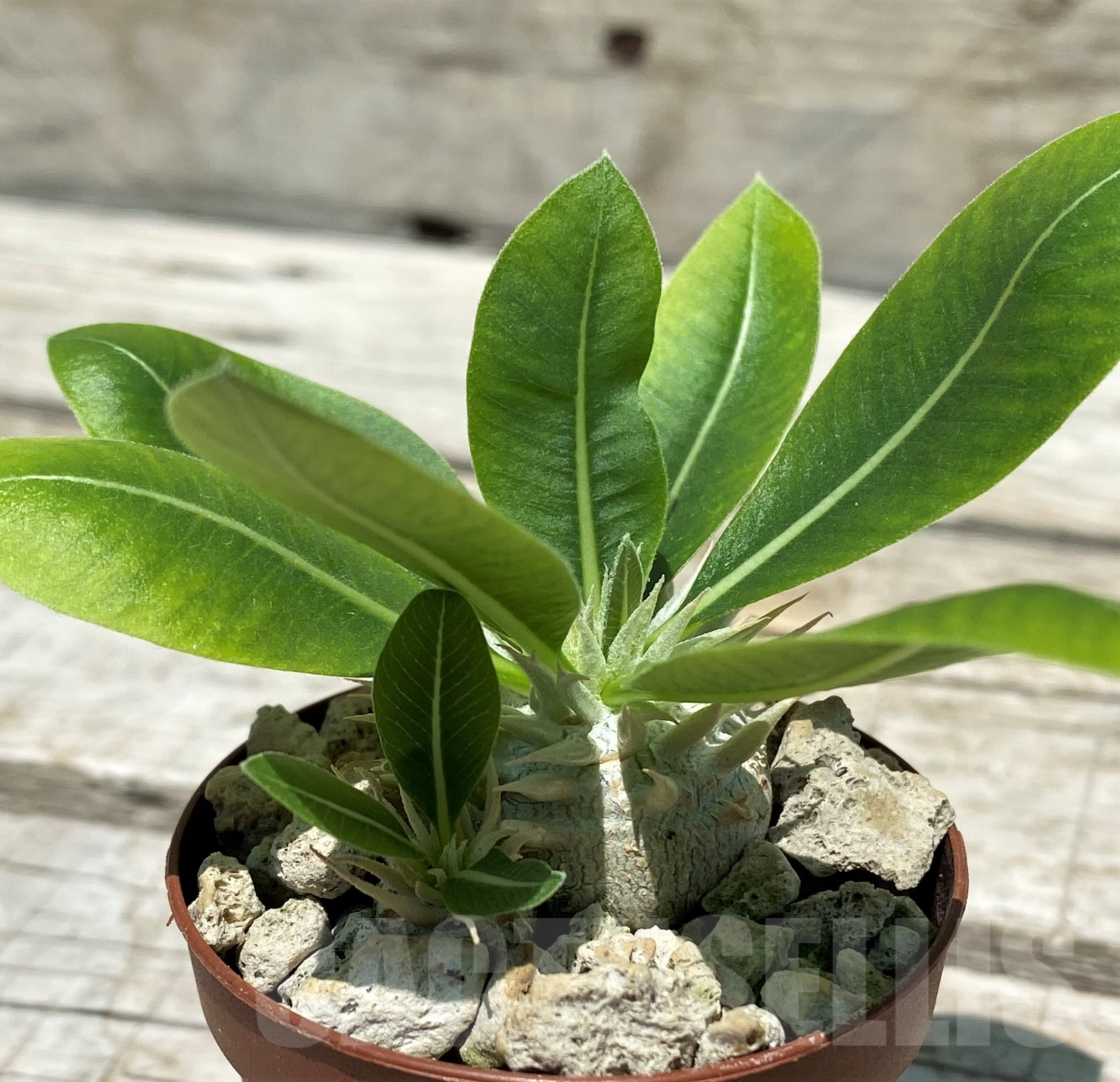 SH10318 Pachypodium brevicaule v. leucoxanthum - 画像 (2)