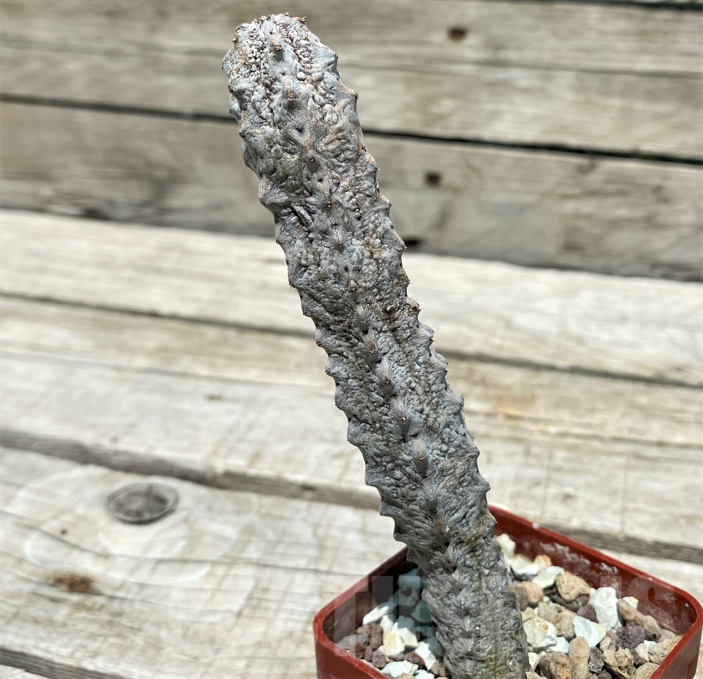 SH10320 Euphorbia abdelkuri - immagine 2