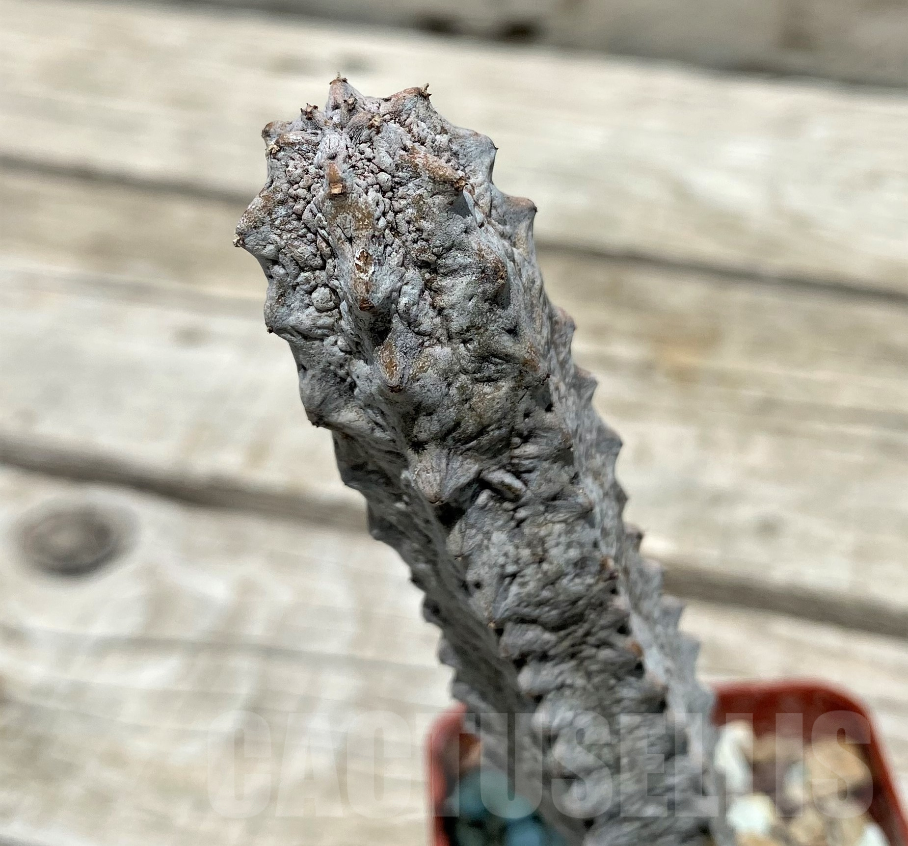 SH10320 Euphorbia abdelkuri