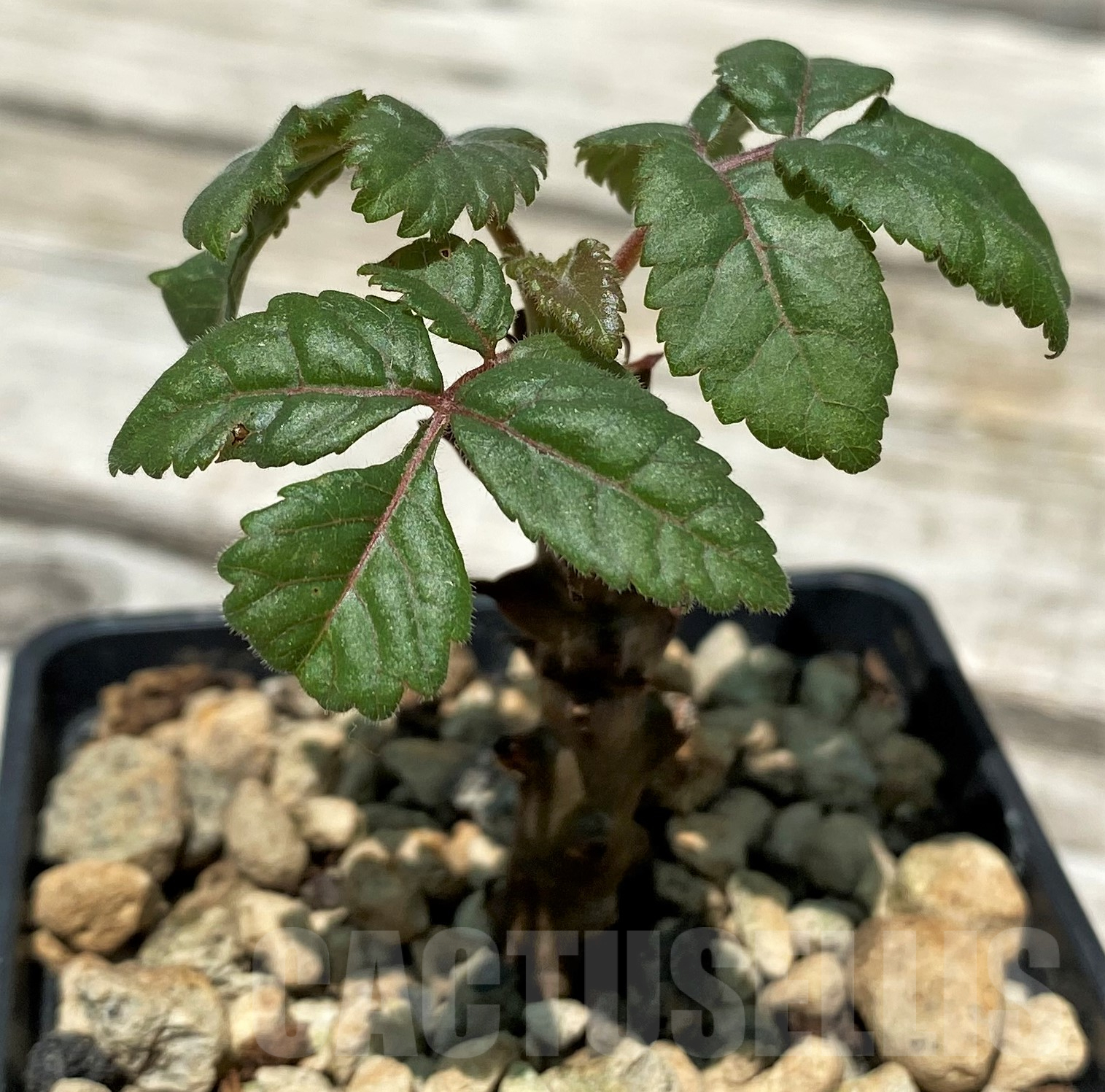 SH10321 Beiselia mexicana