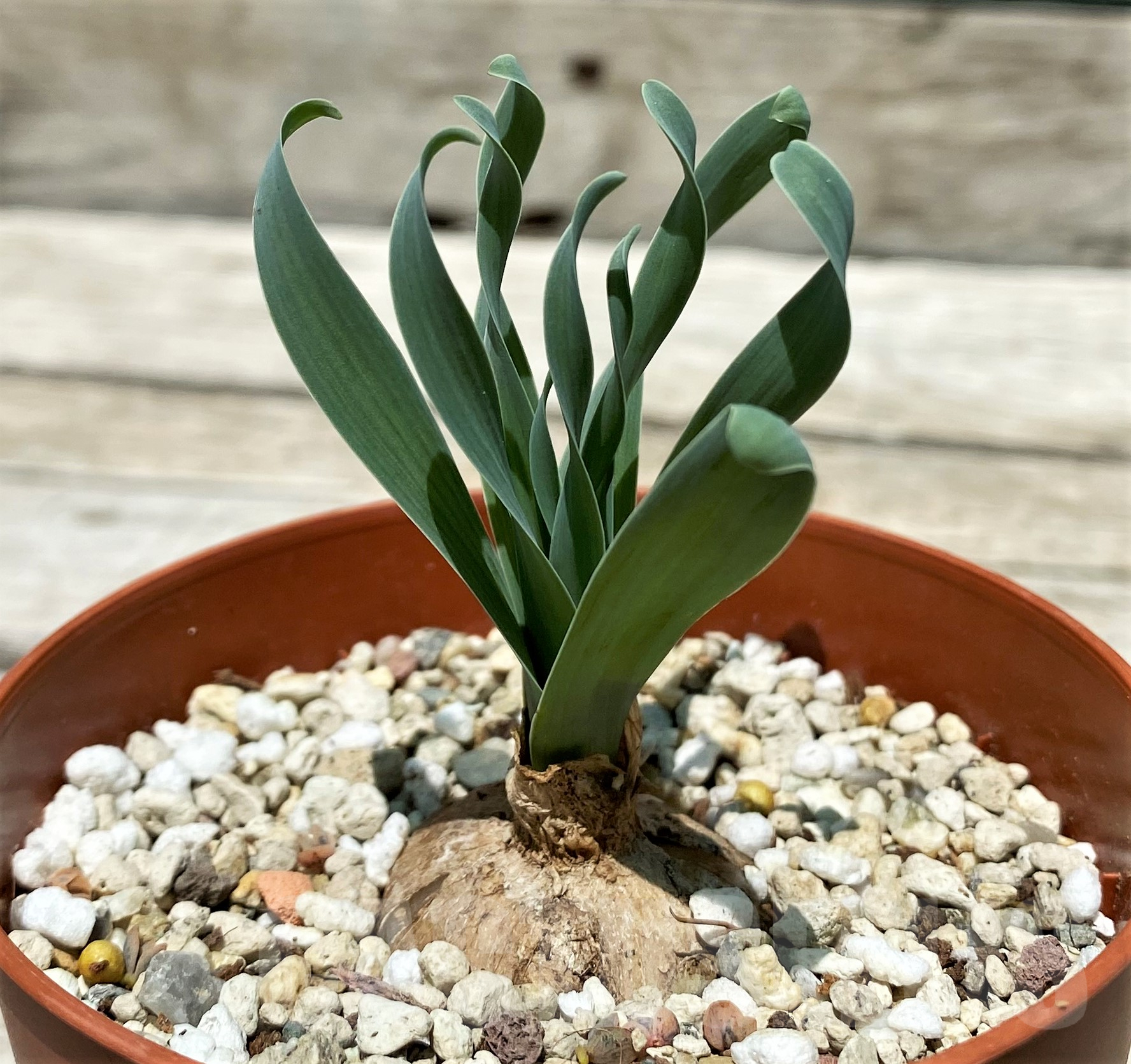 SH10322 Cyrtanthus spiralis