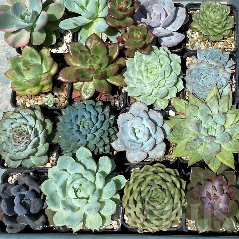SET243 Echeveria mix 20 plants