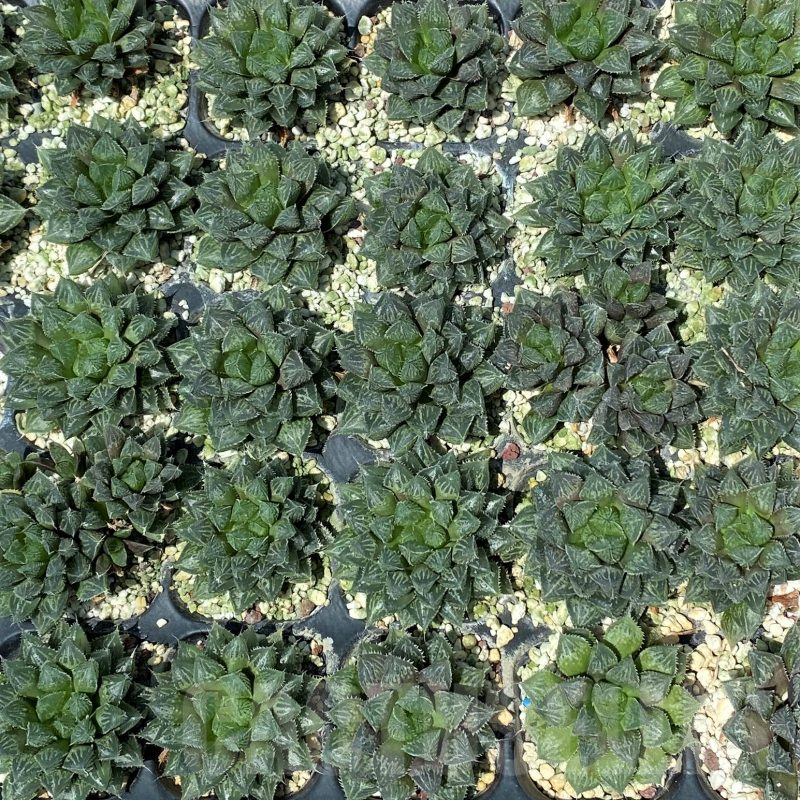 SET242 Haworthia 'Mirror Ball' 10 plants