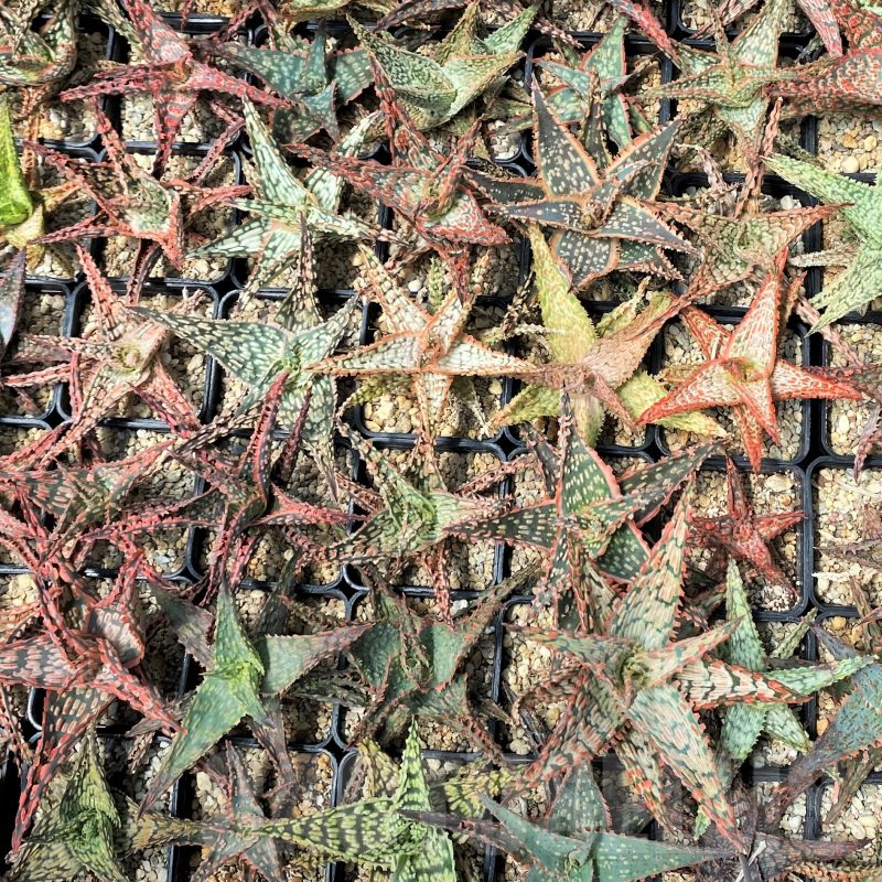 SET245 Aloe mix 20 plants