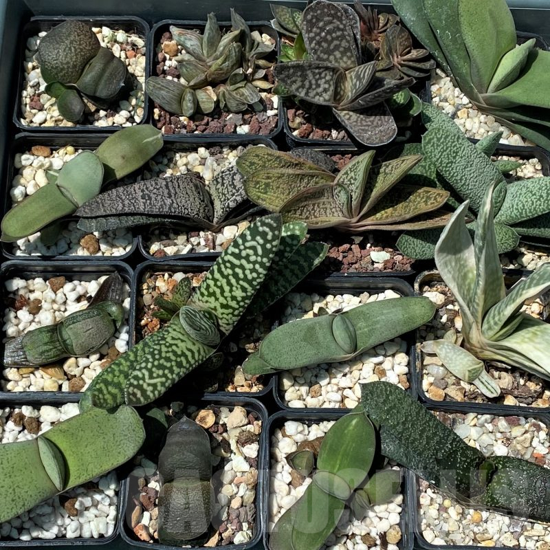 SET248 Gasteria mix 10 plants