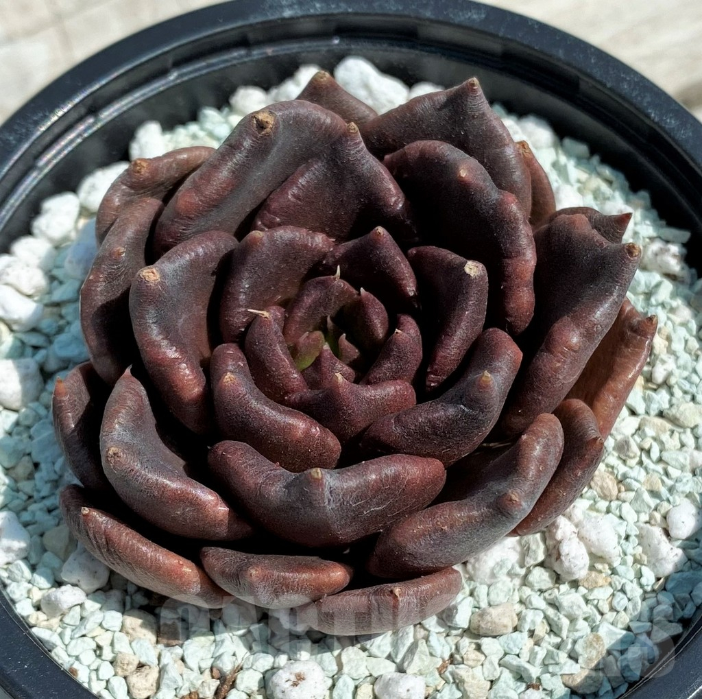 SH8552 Echeveria 'Black Dumpling' - Зображення 2
