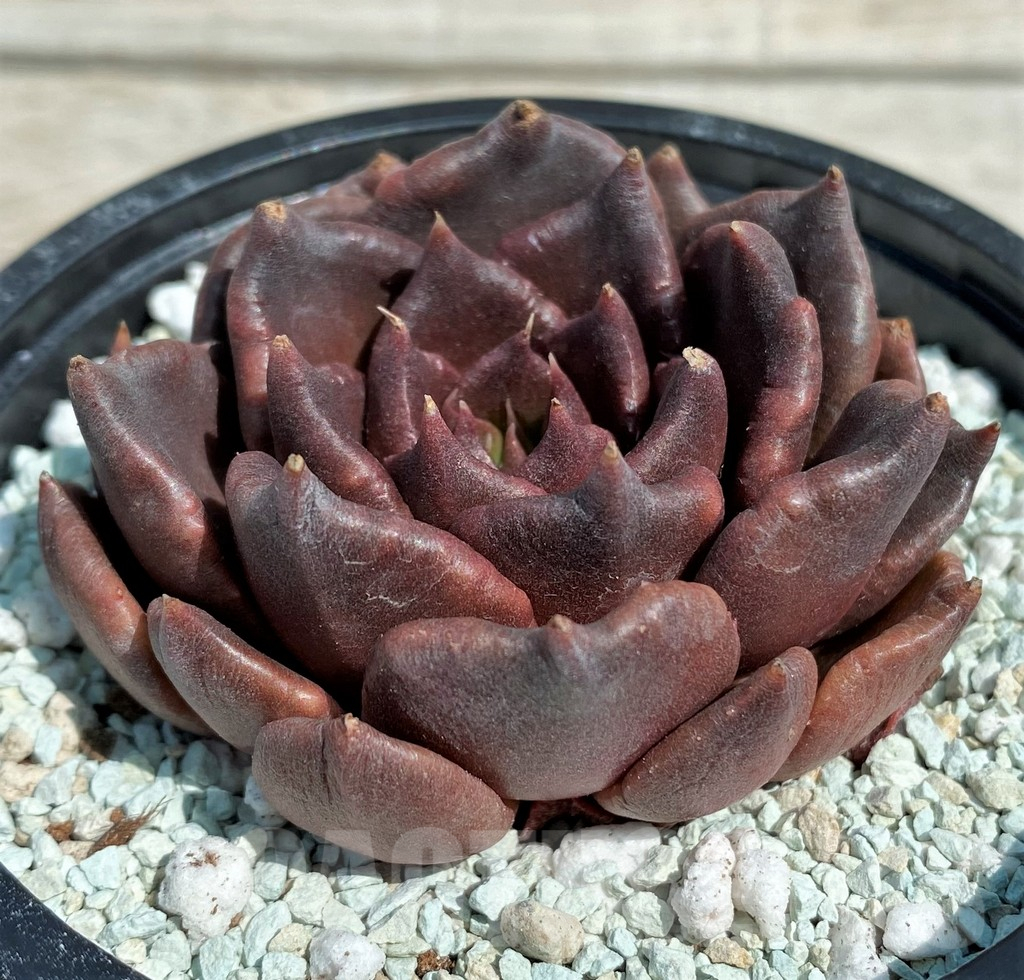 SH8552 Echeveria 'Black Dumpling'