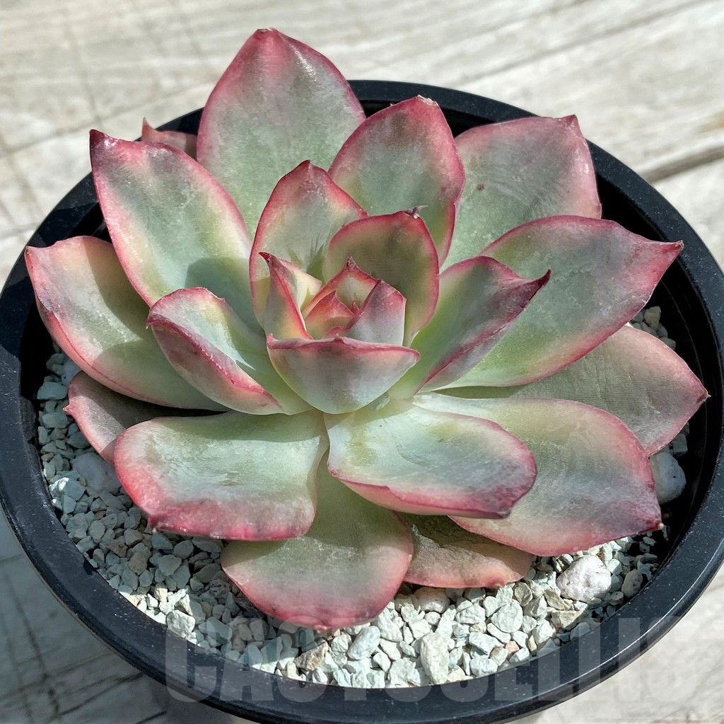 SH8553 Echeveria ‘Moon Goddess’ f. variegata - Image 2