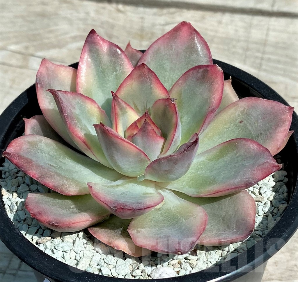 SH8553 Echeveria ‘Moon Goddess’ f. variegata