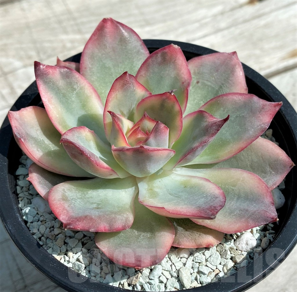 SH8553 Echeveria ‘Moon Goddess’ f. variegata - Image 3