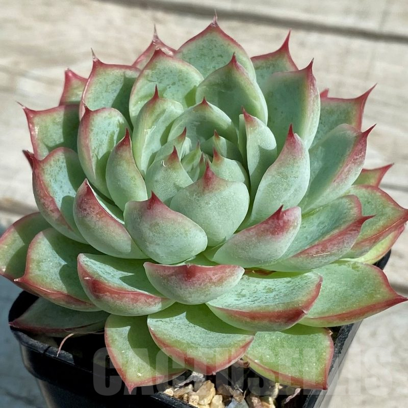 SH8522 Echeveria hybrid