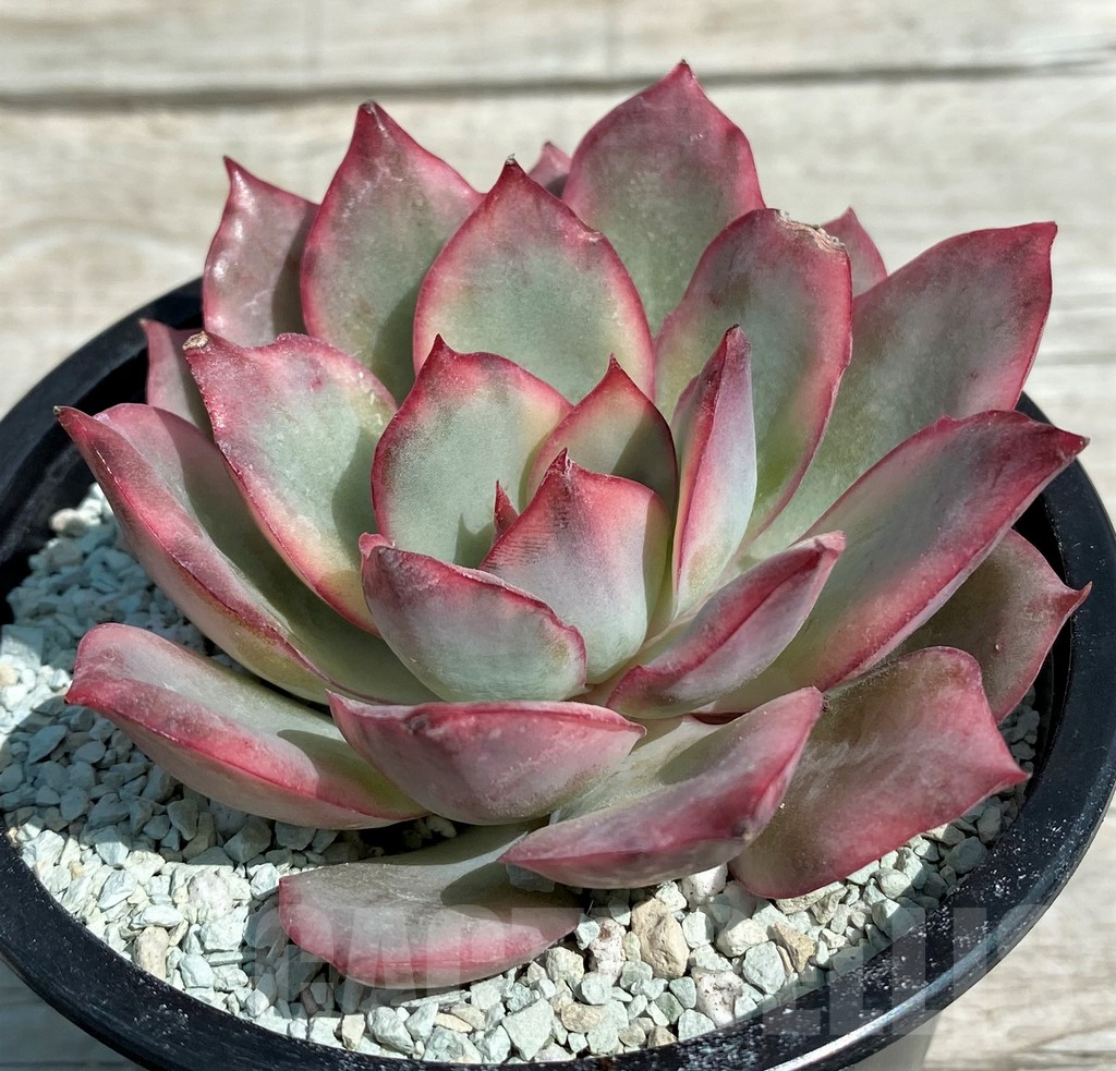 SH8554 Echeveria ‘Moon Goddess’ f. variegata