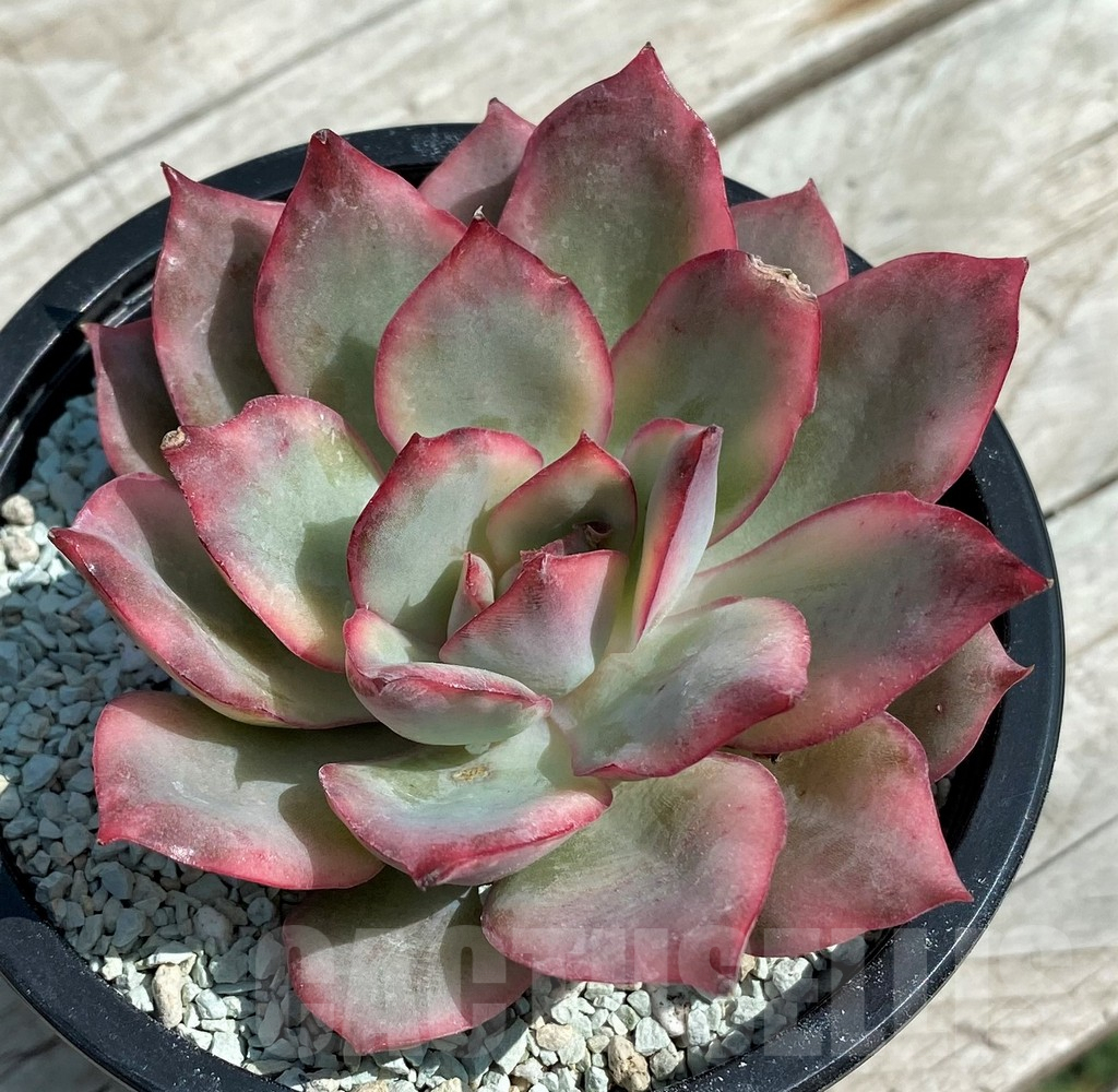 SH8554 Echeveria ‘Moon Goddess’ f. variegata - Image 2