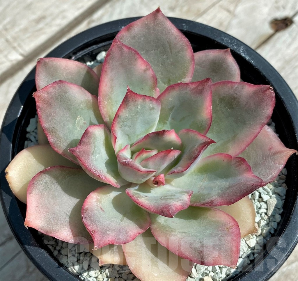 SH8555 Echeveria ‘Moon Goddess’ f. variegata - Obrázek 2