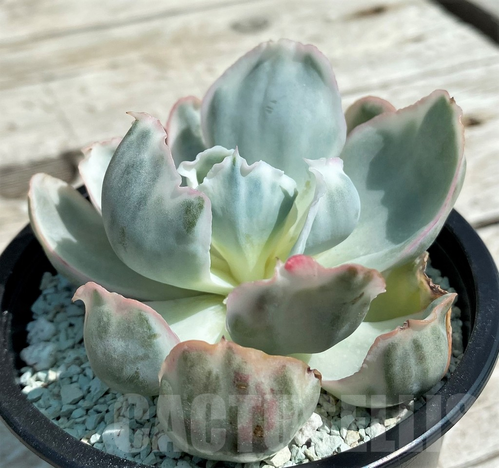 SH8556 Echeveria ‘Berkeley Light’