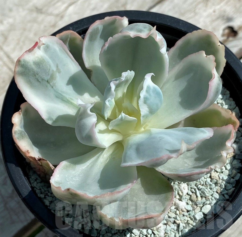 SH8556 Echeveria ‘Berkeley Light’ - Image 2