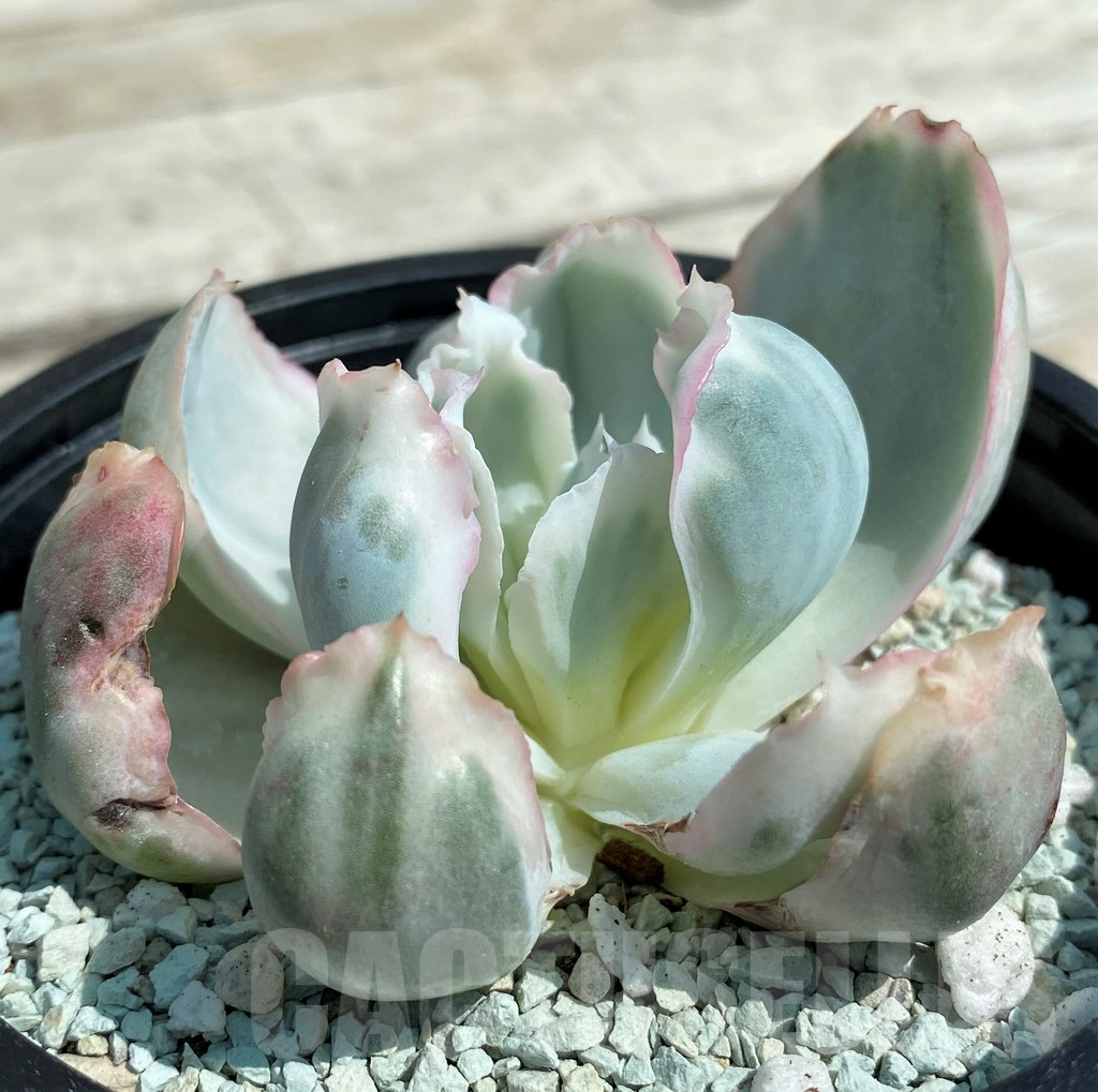 SH8557 Echeveria ‘Berkeley Light’ - Obrázek 2