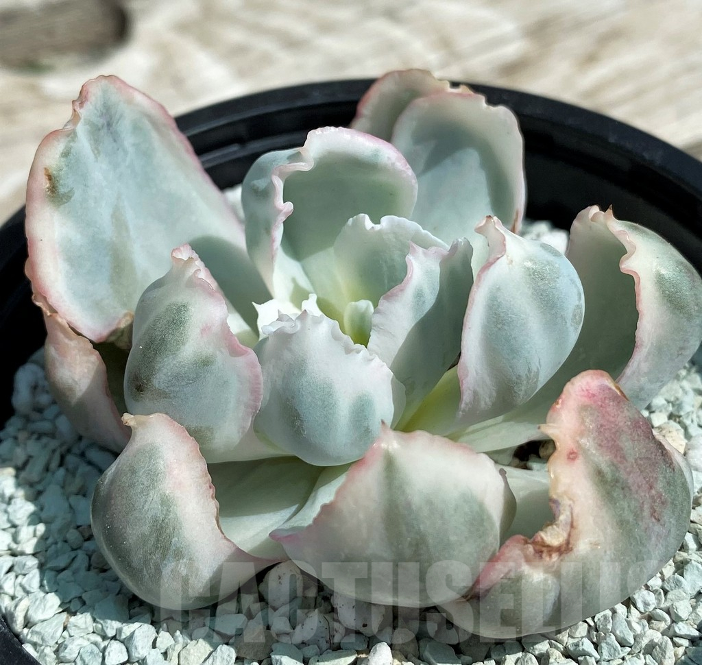 SH8557 Echeveria ‘Berkeley Light’