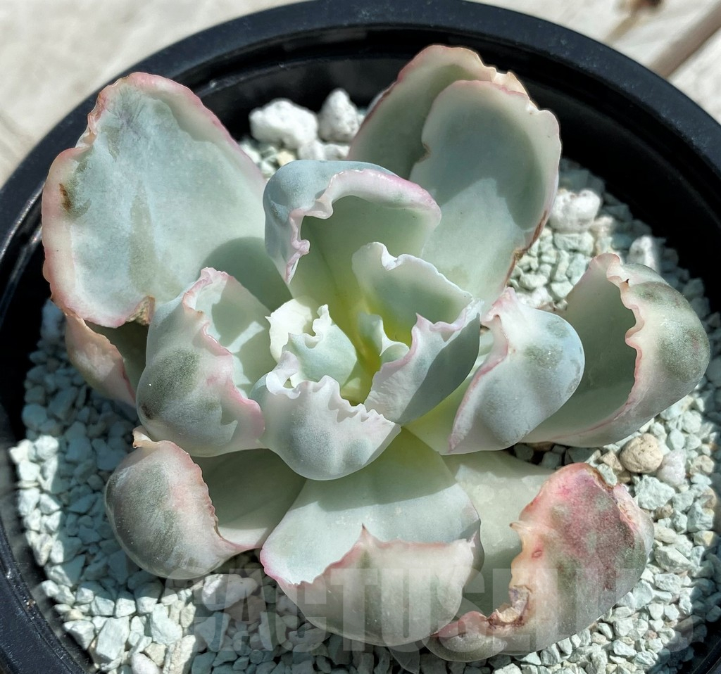 SH8557 Echeveria ‘Berkeley Light’ - Obrázek 3