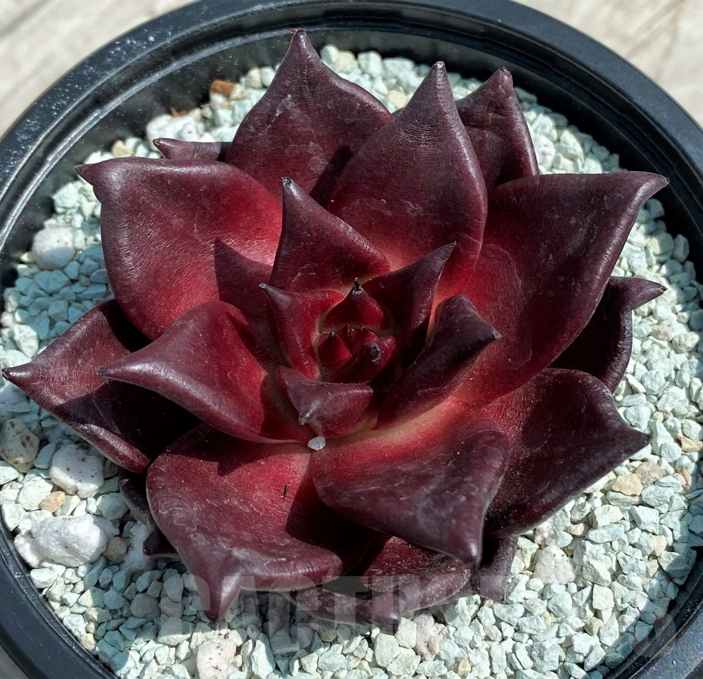 SH8559 Echeveria 'Robin'