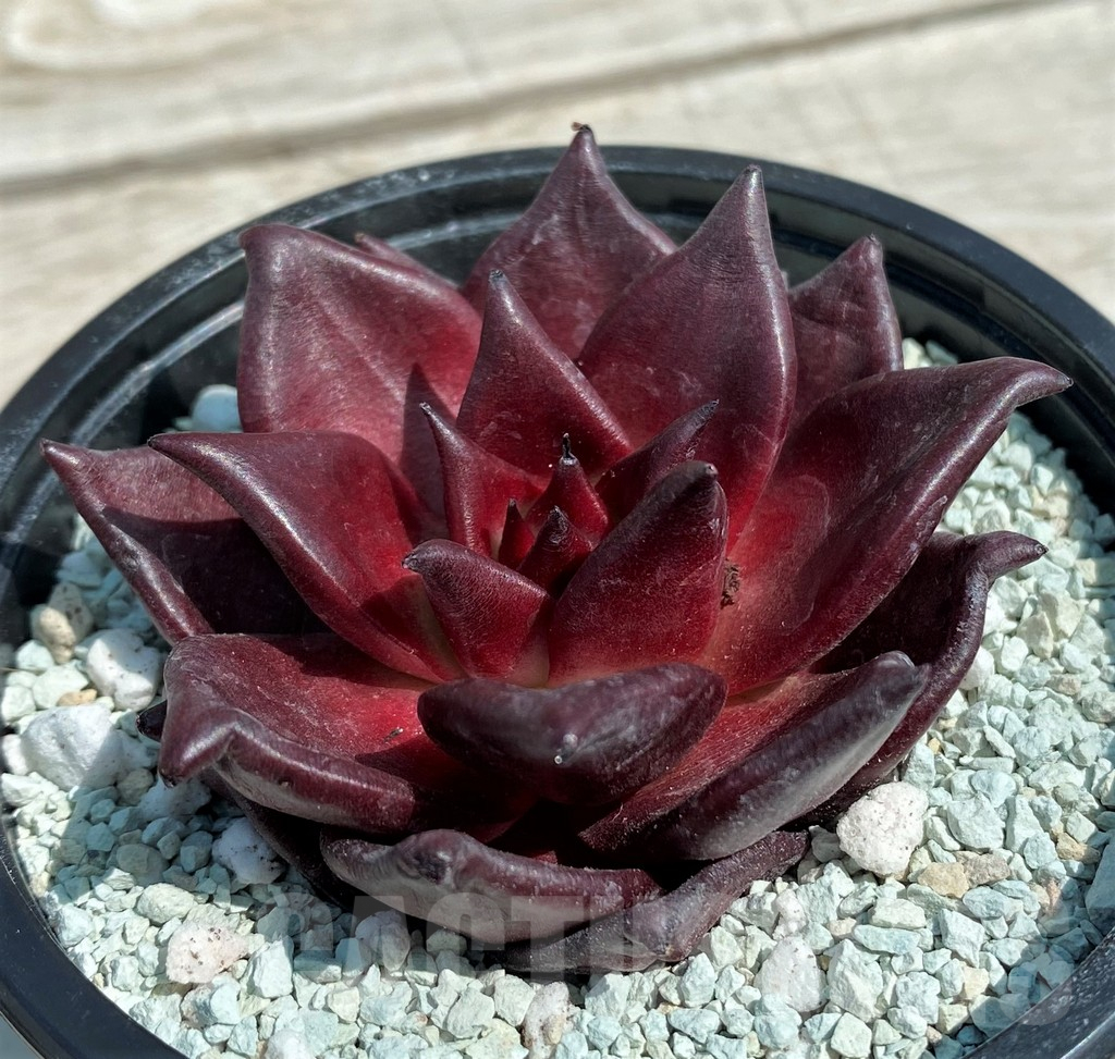 SH8559 Echeveria 'Robin' - Image 2