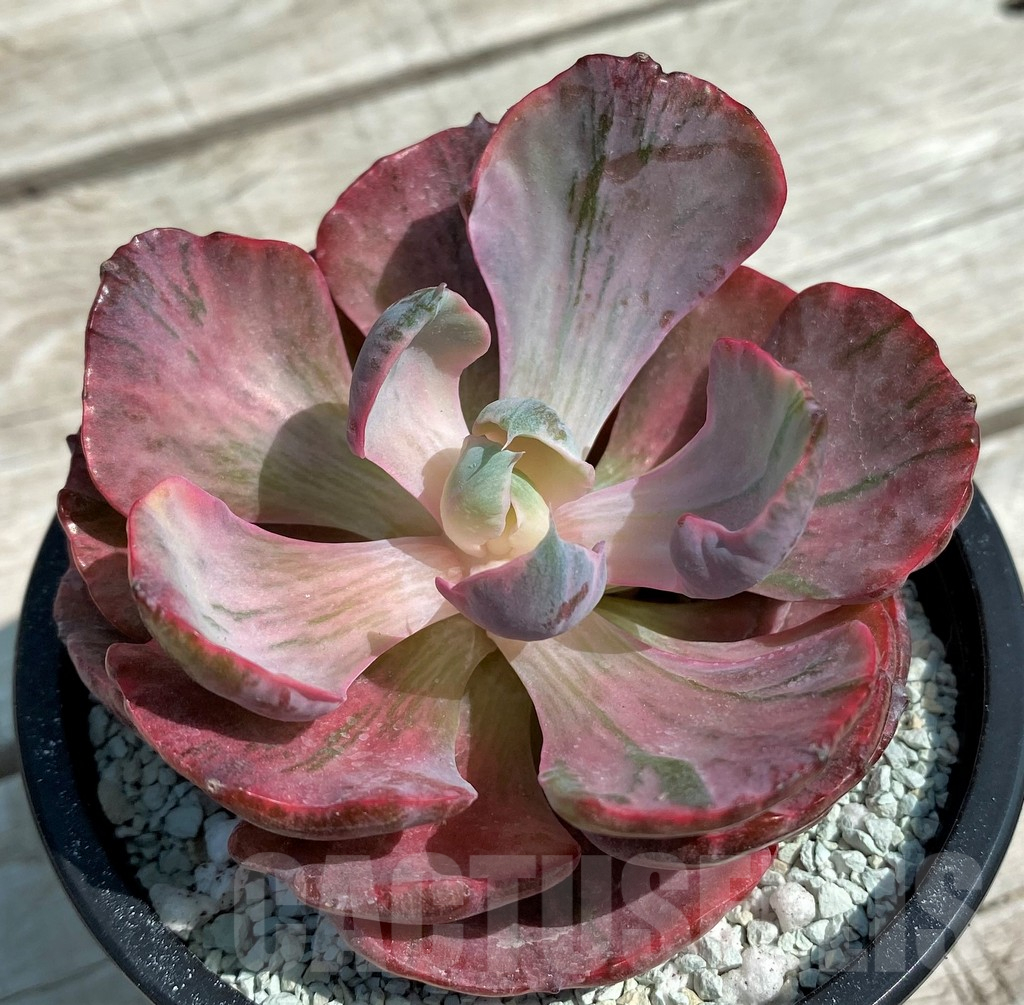 SH8561 Echeveria 'Moon Heart'
